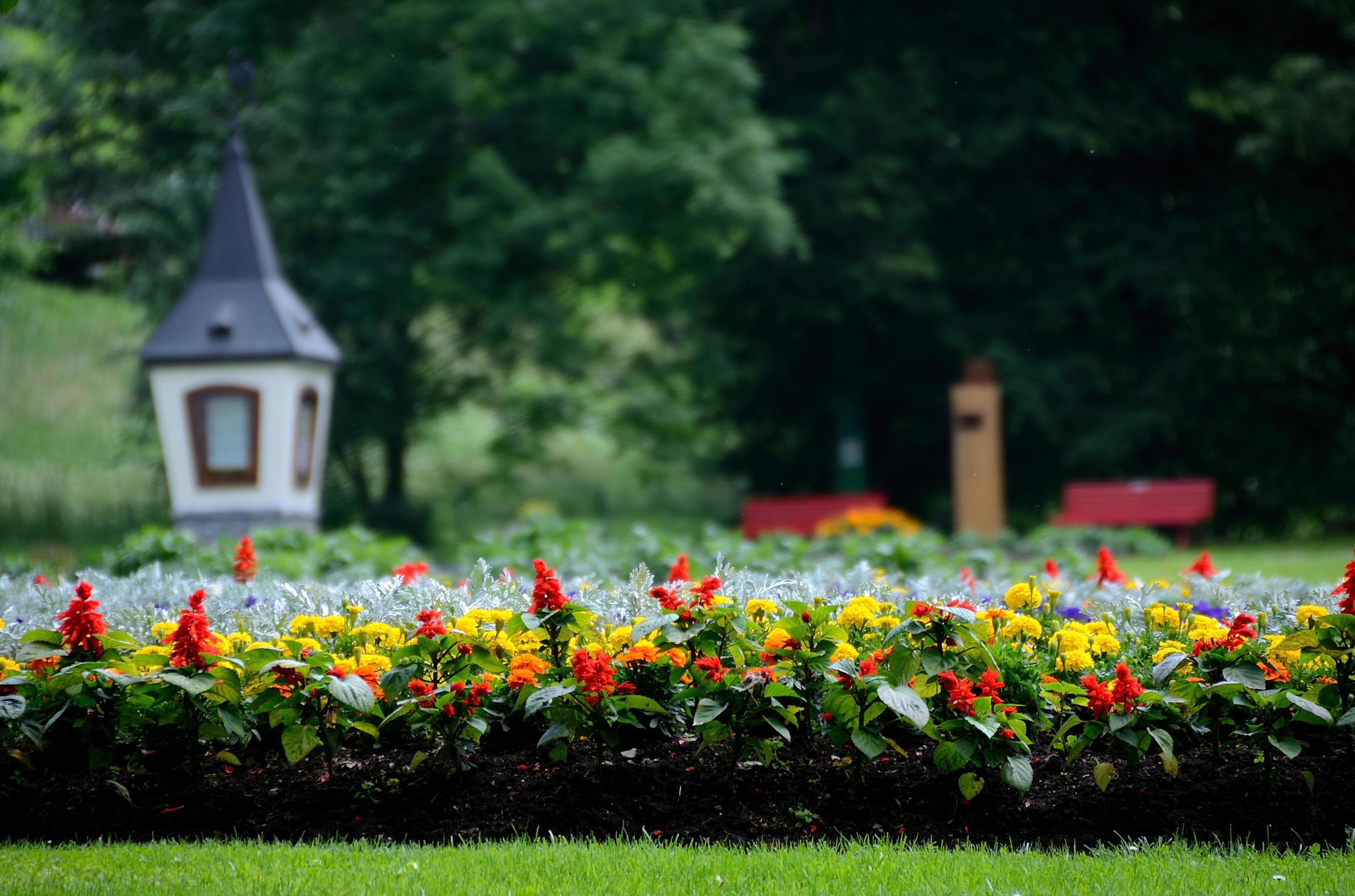 flowers in park Stock Free