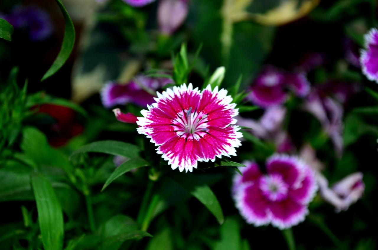 Dianthus Stock Free