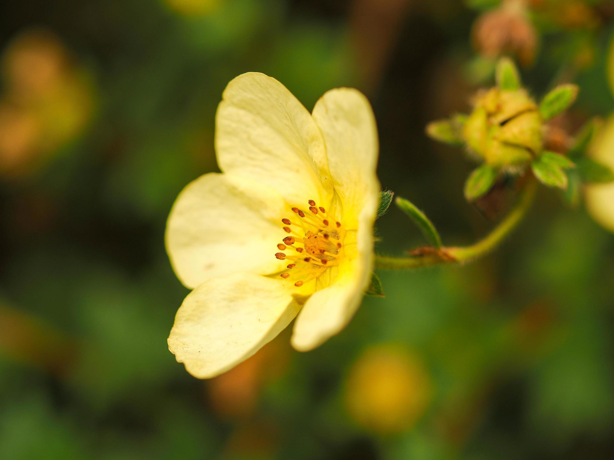 Closeup of a pretty yellow Potentilla flower Stock Free