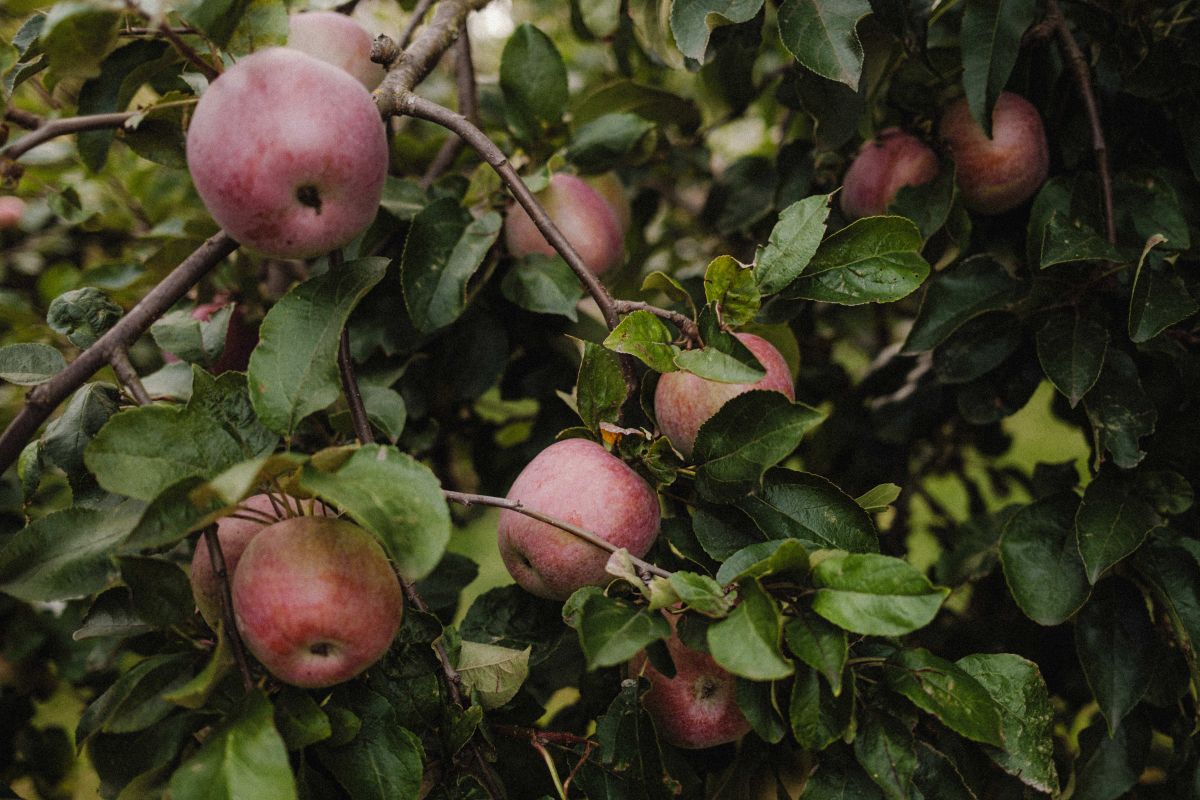 Nature’s Charm: Colors and Shapes of the Garden Stock Free