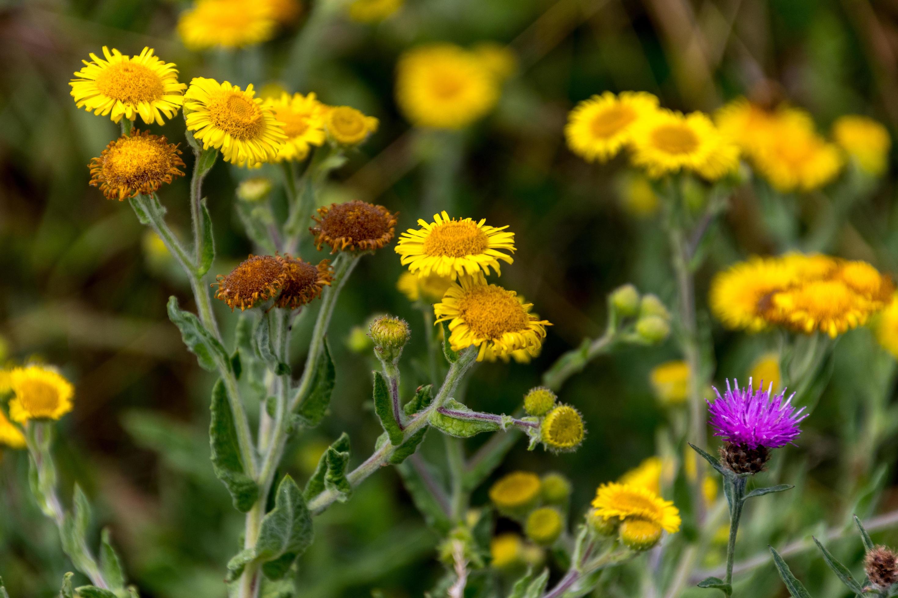 Common Fleabane and Thistles flowering near Ardingly Reservoir in Sussex Stock Free