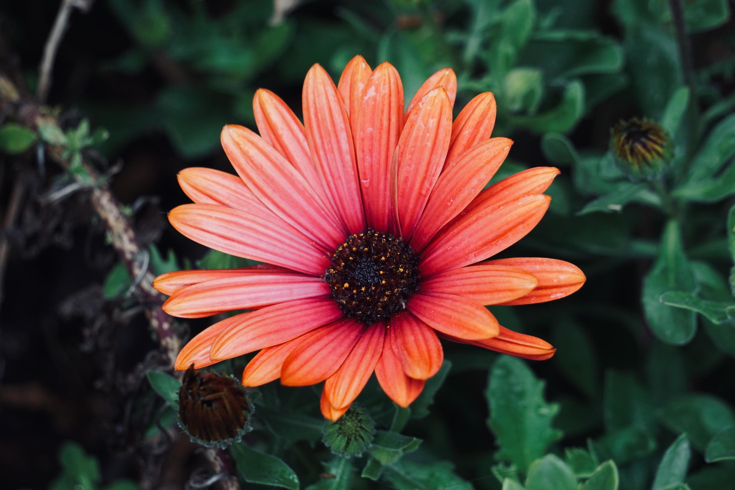 Beautiful red flower plant in the garden in springtime Stock Free