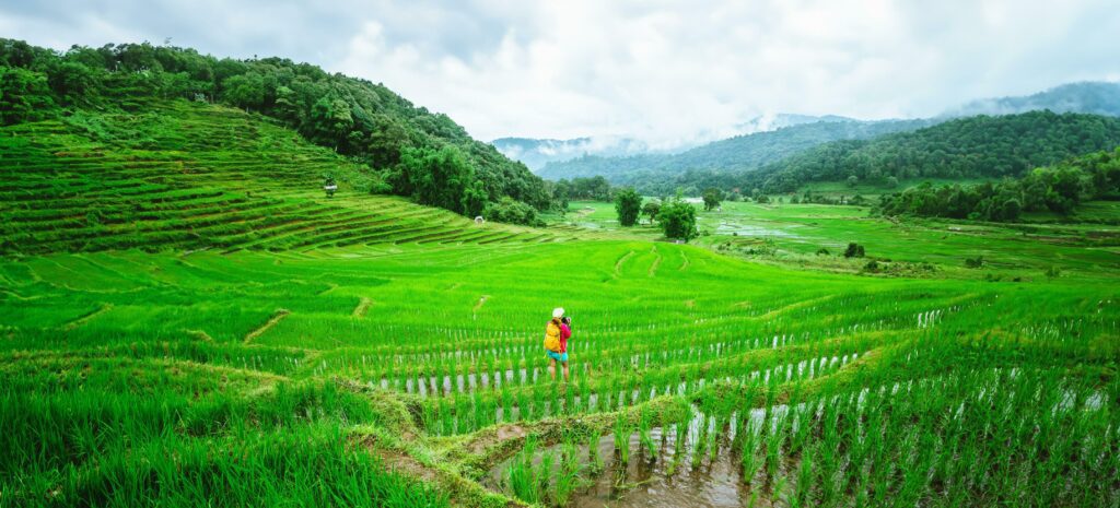 Asian woman travel nature. Travel relax. Walking take a photo of rice fields.rainy season in Chiang Mai, Thailand. Stock Free