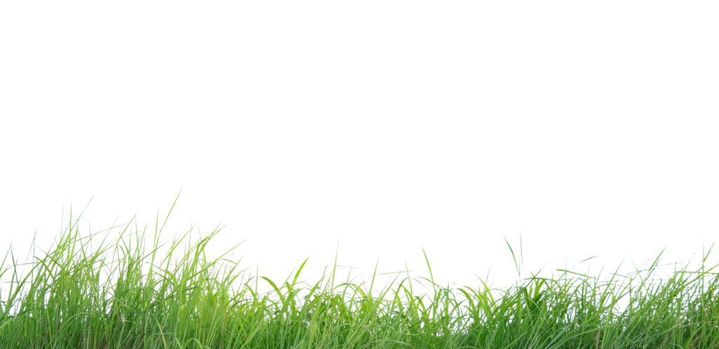 A cut-out of a clump of green tall grass on a white background with clipping paths. Stock Free