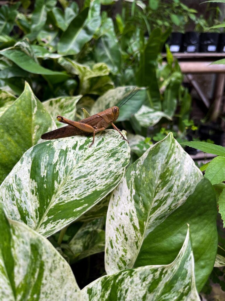 Beautiful grasshopper on natural green leaves background, closeup Stock Free