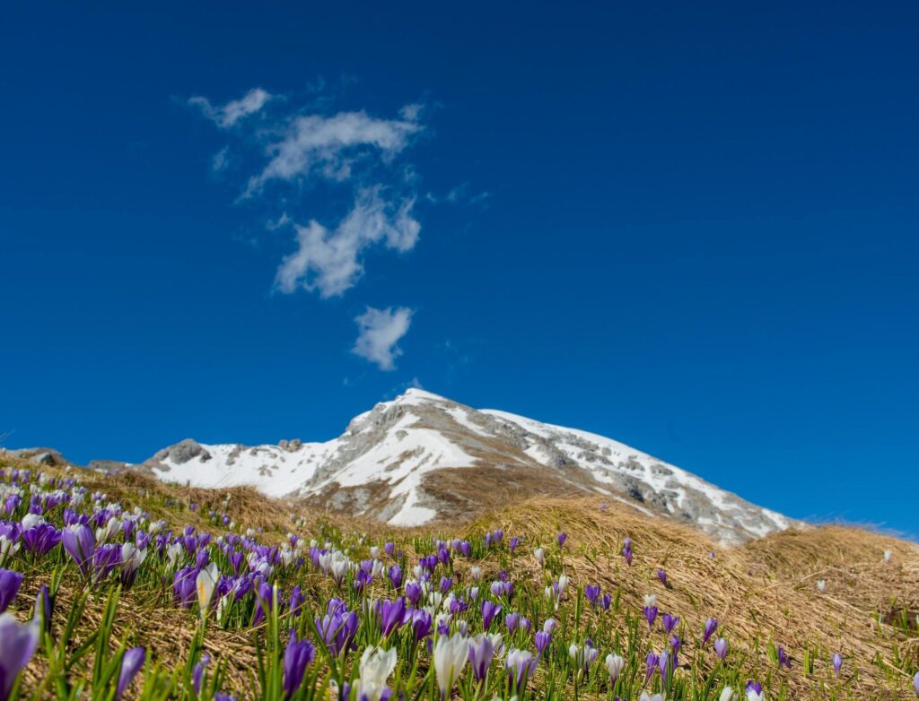 Crocus flowers in the mountains Stock Free