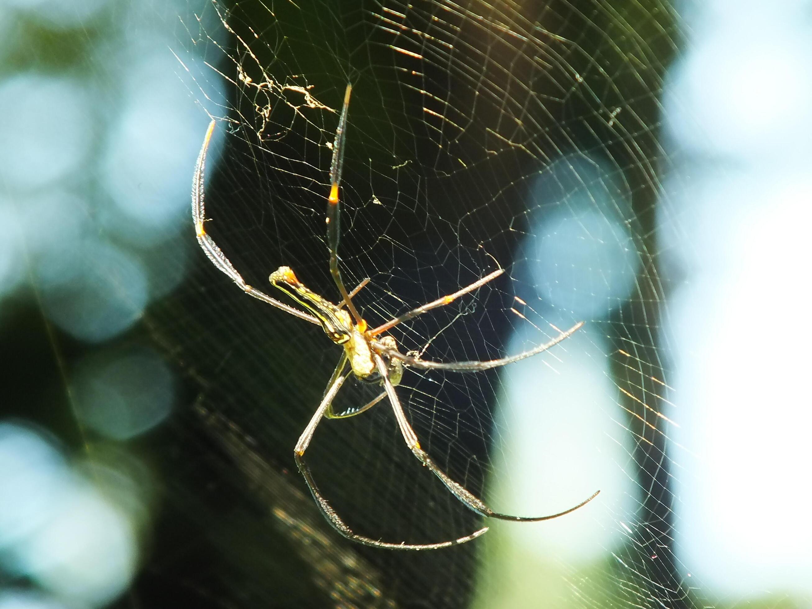 Spider in the cobweb with natural green forest background. A large spider waits patiently in its web for some prey Stock Free