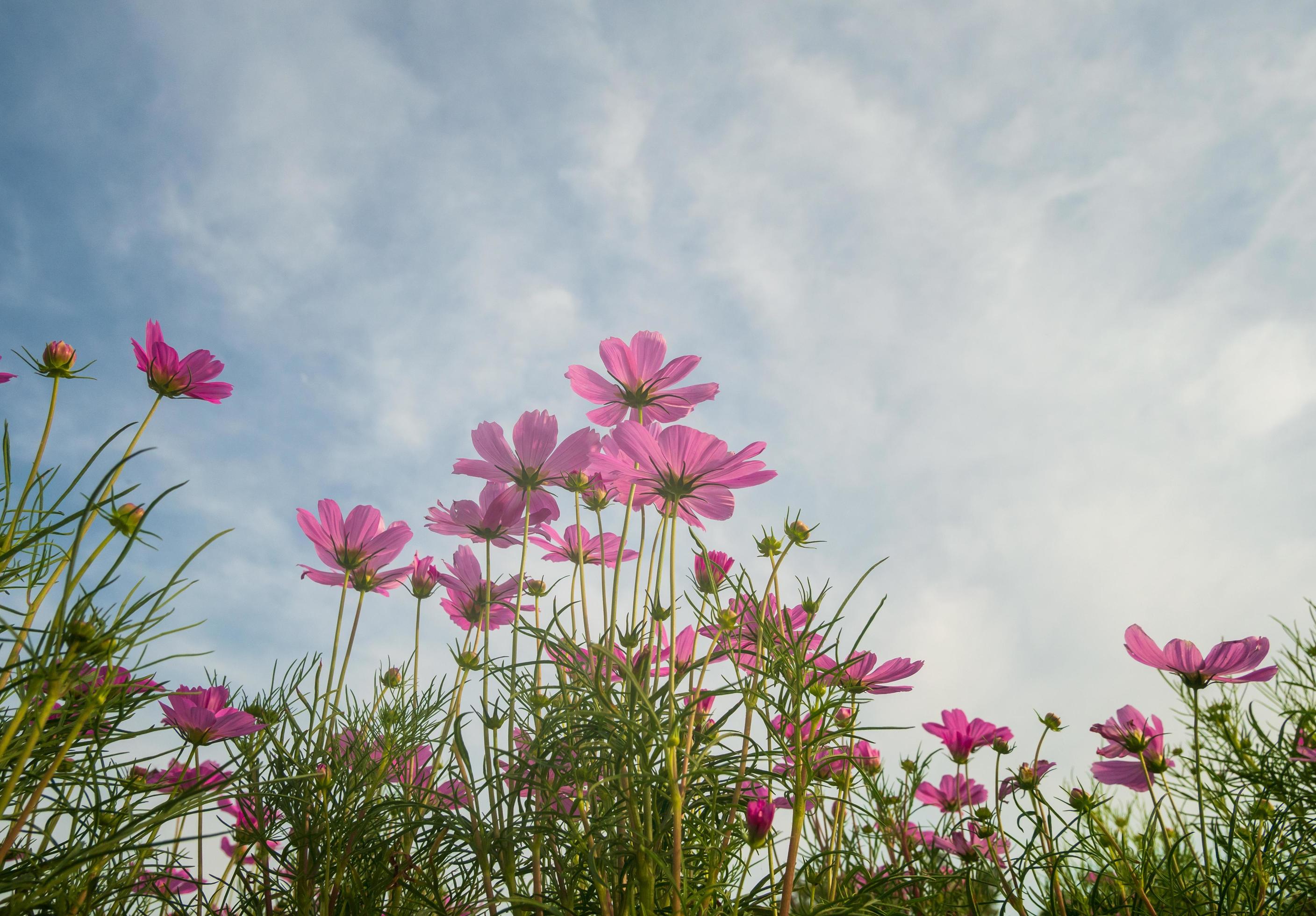 Cosmos flowers beautiful in nature garden Stock Free