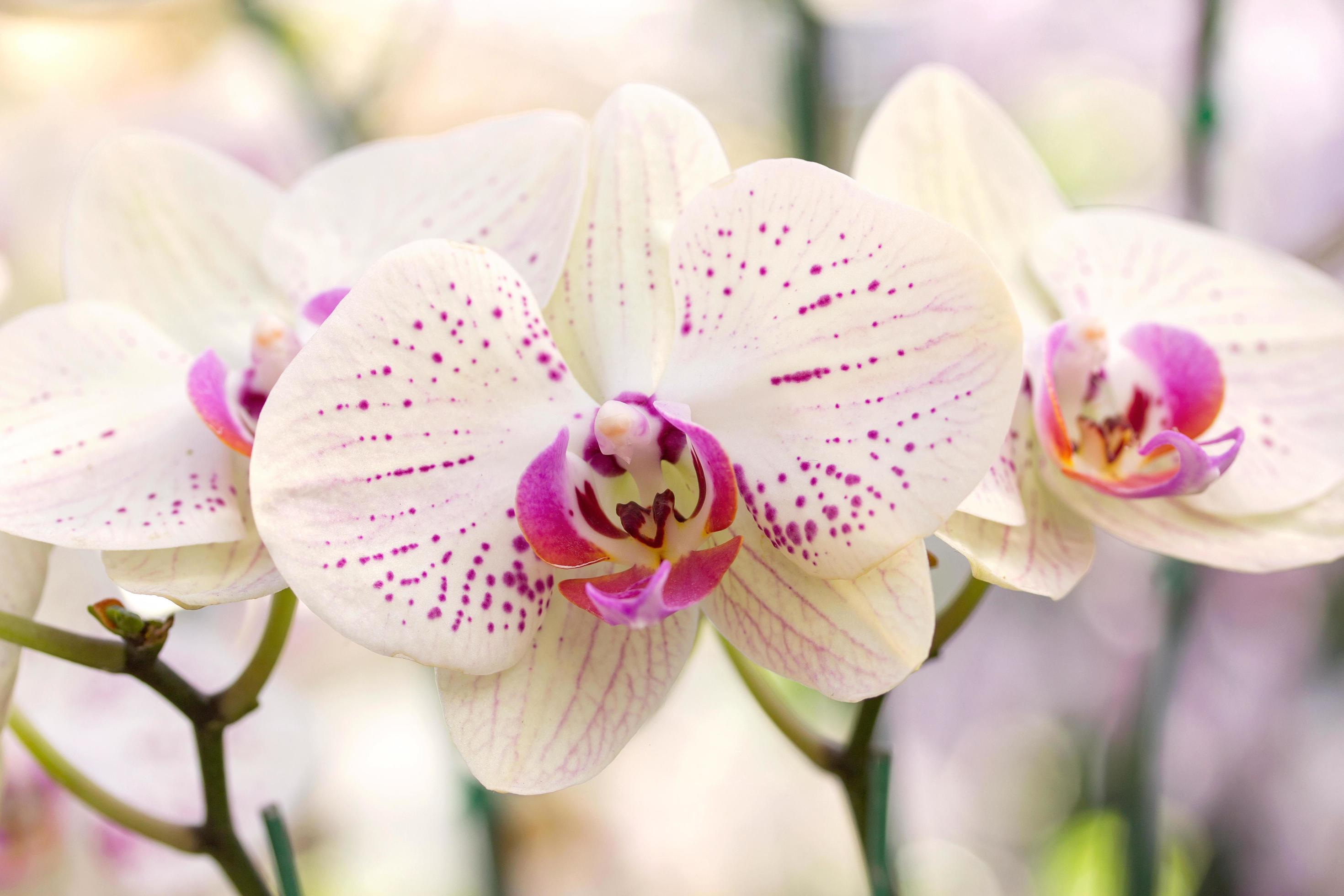 Yellow phalaenopsis orchid flower Stock Free