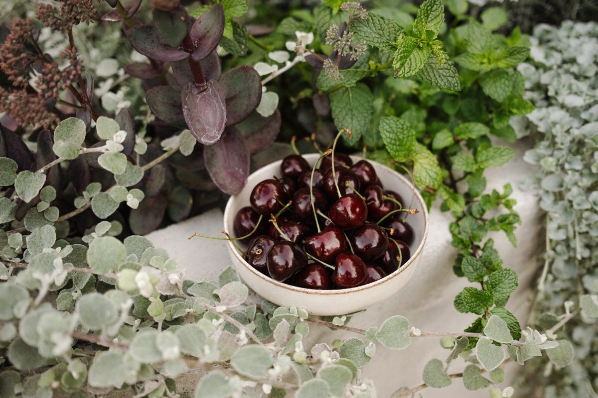 Summer Delights: Cherry Pastries and Seasonal Fruits Stock Free