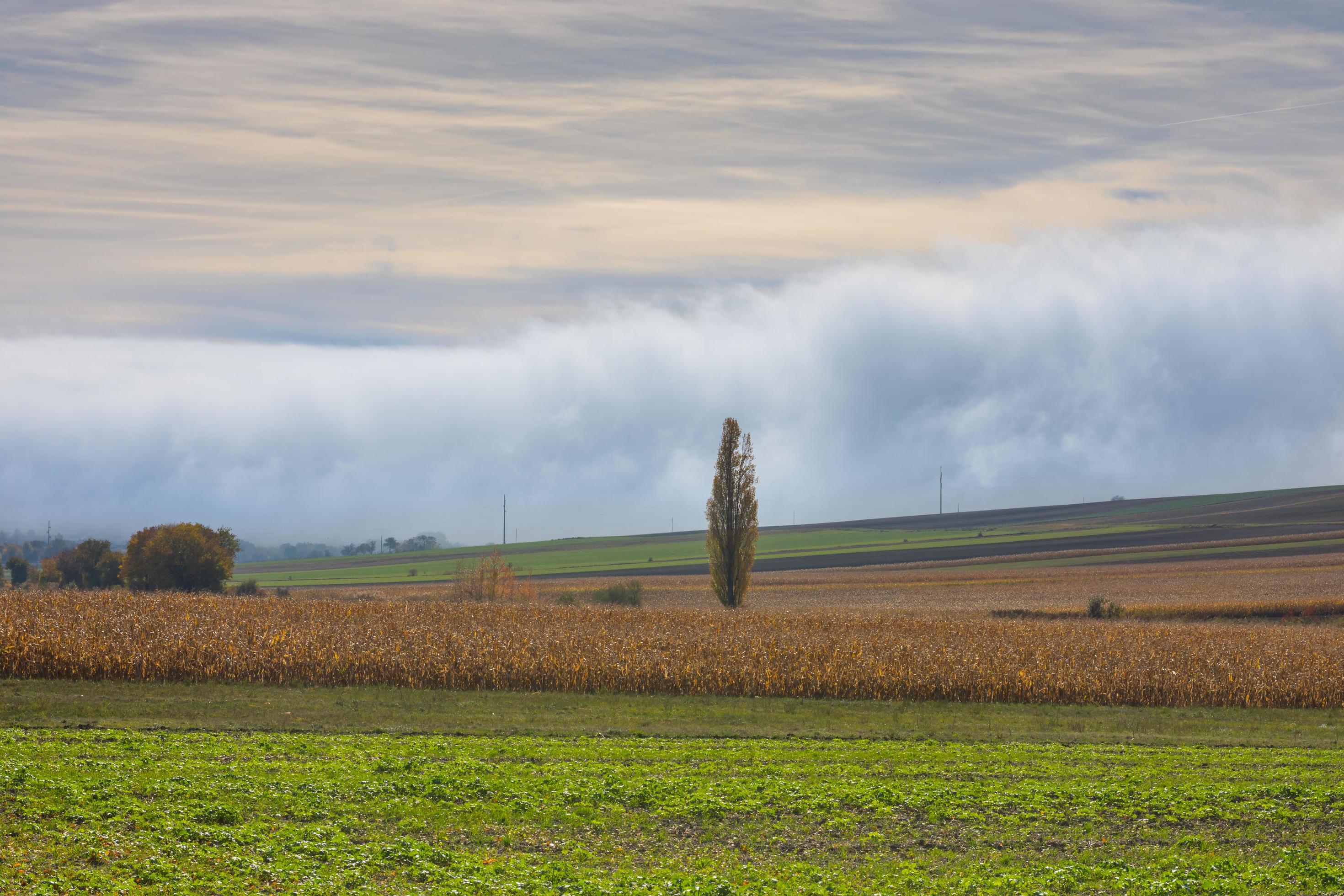 dense wall of white fog on the ground in a nature landscape Stock Free