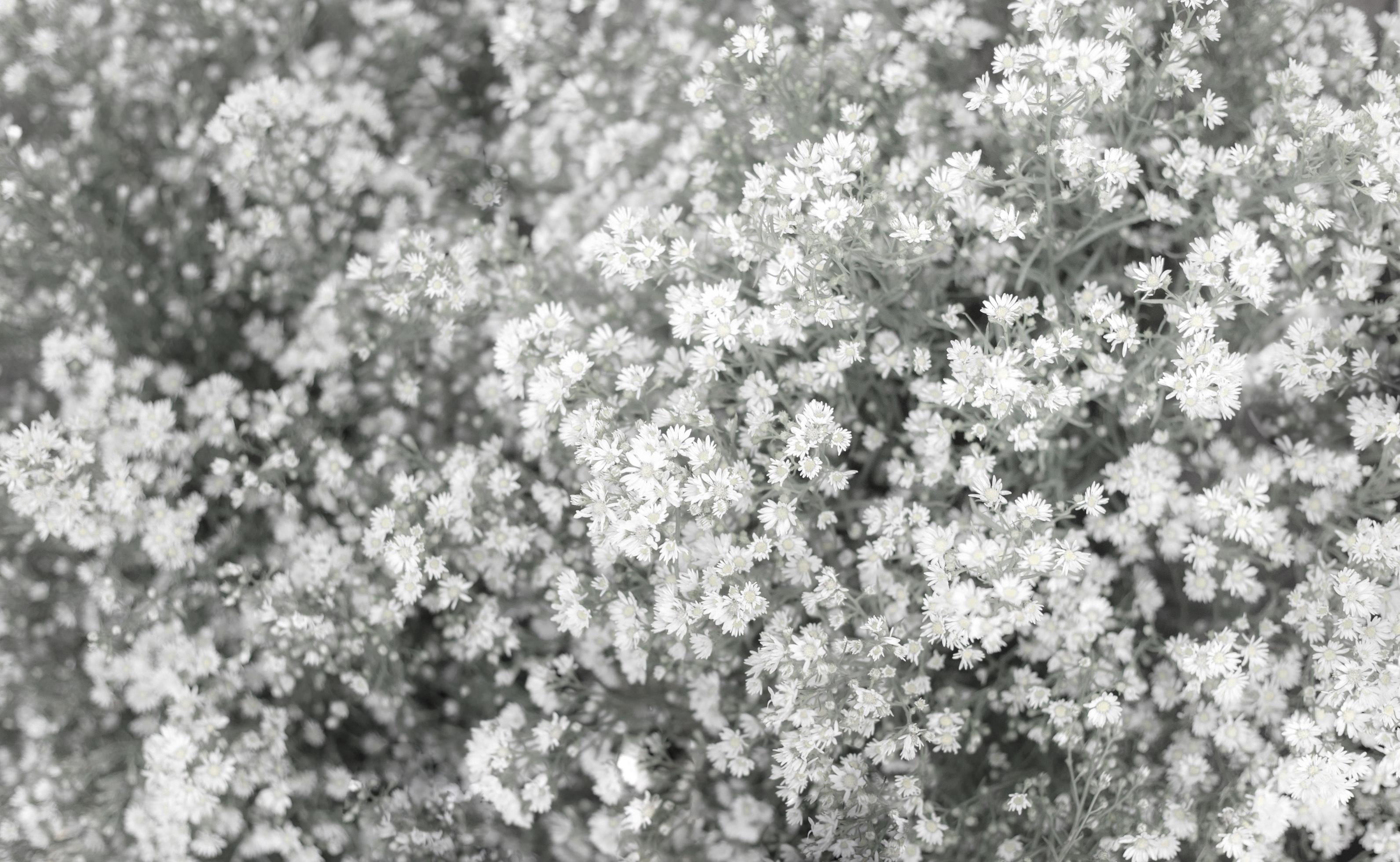 Blurred white and grey daisy flower as a background Stock Free