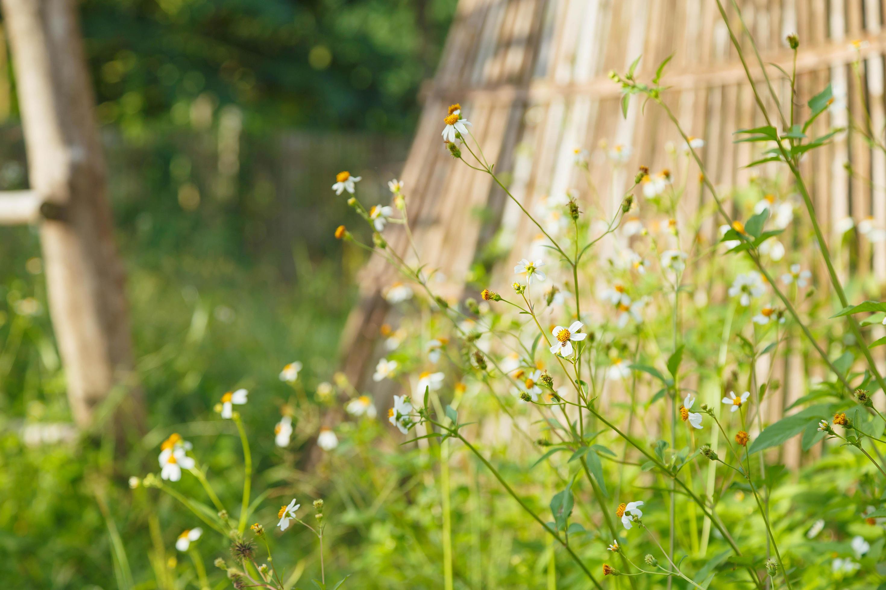 Flowers daisies in summer spring Summer natural Stock Free