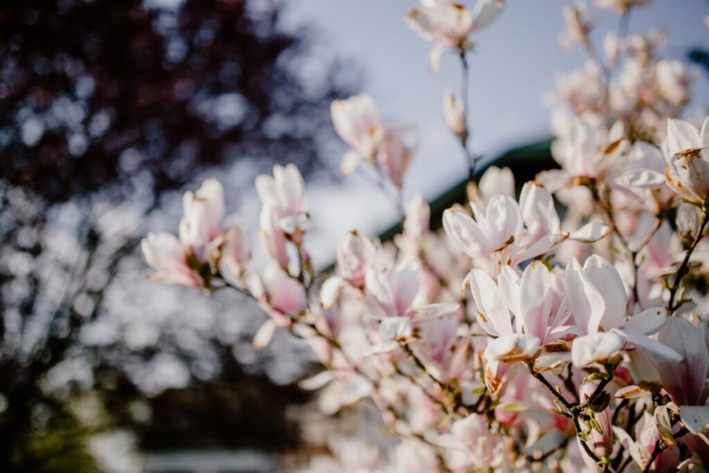 Magnolia tree in bloom Stock Free