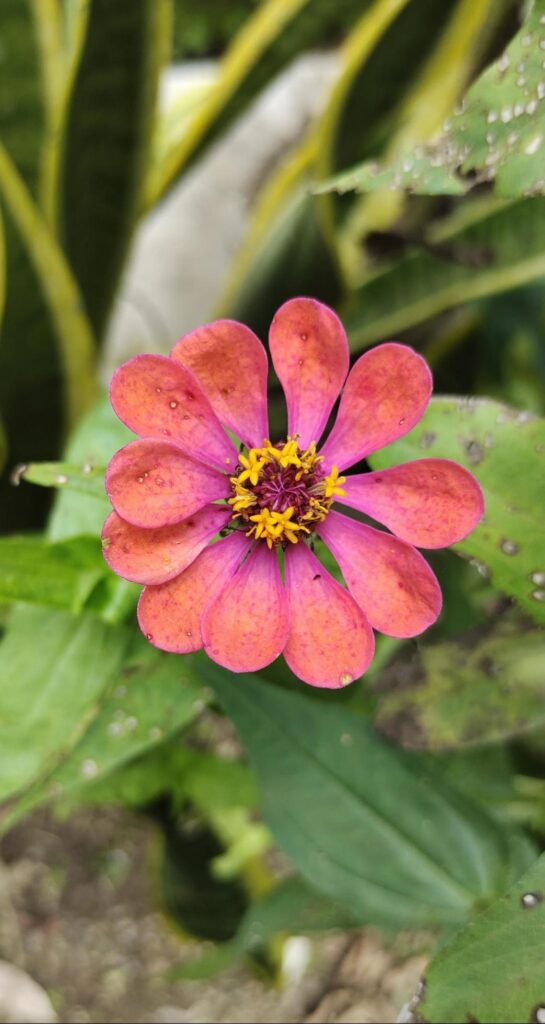 High view of Zinnia haageana flower Stock Free