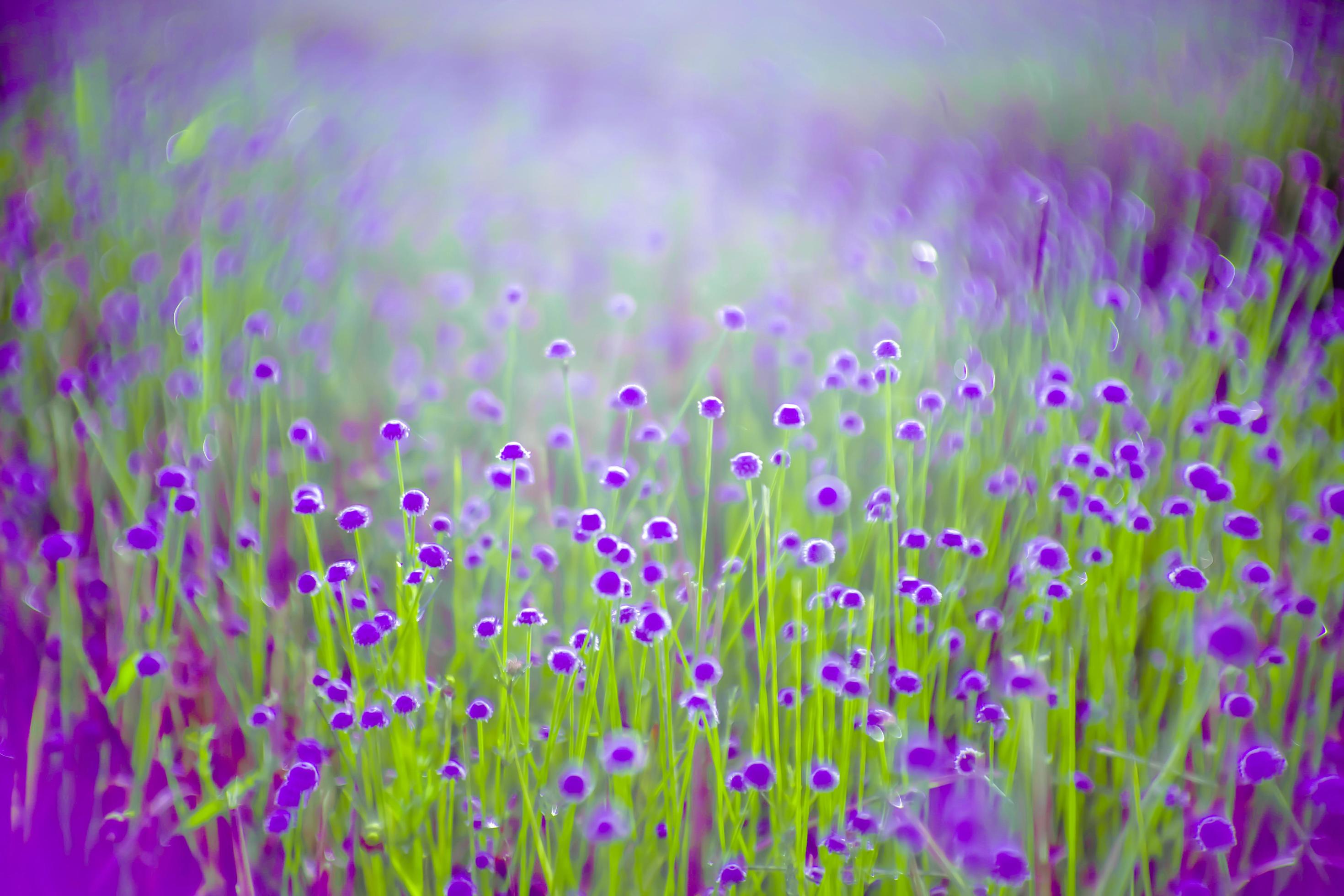 blurred,Purple flower blossom on field. Beautiful growing and flowers on meadow blooming in nature Stock Free