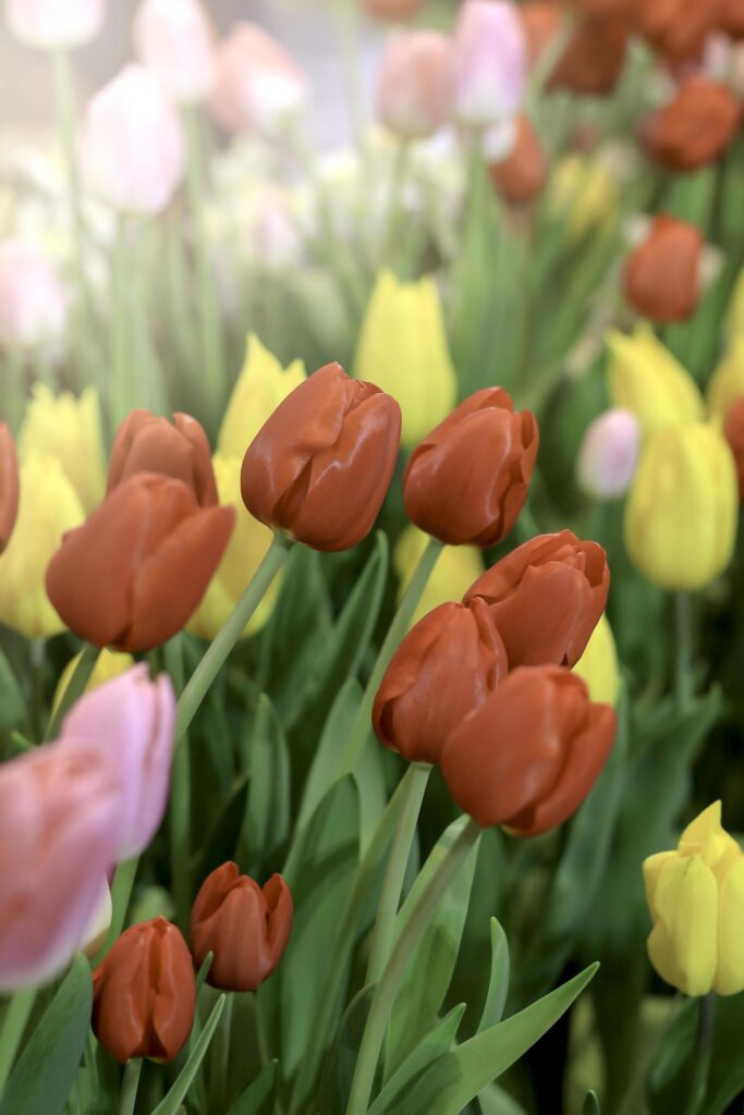 Red tulip blooming in colorful flower field, beauliful spring garden flower, soft selective focus Stock Free