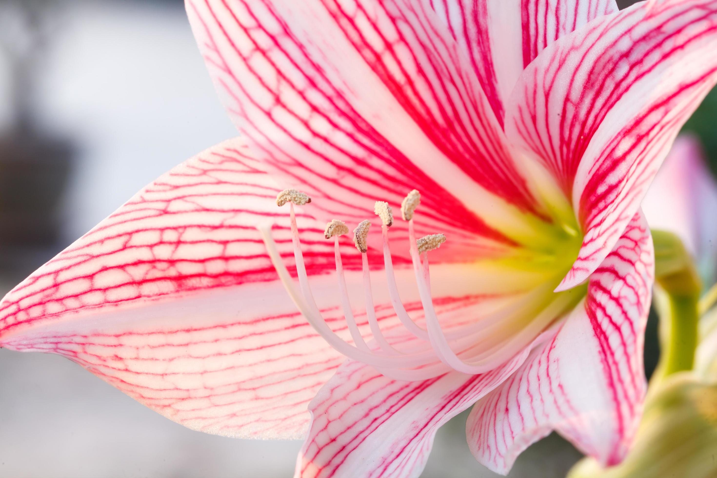 closeup pink lily flowers Stock Free