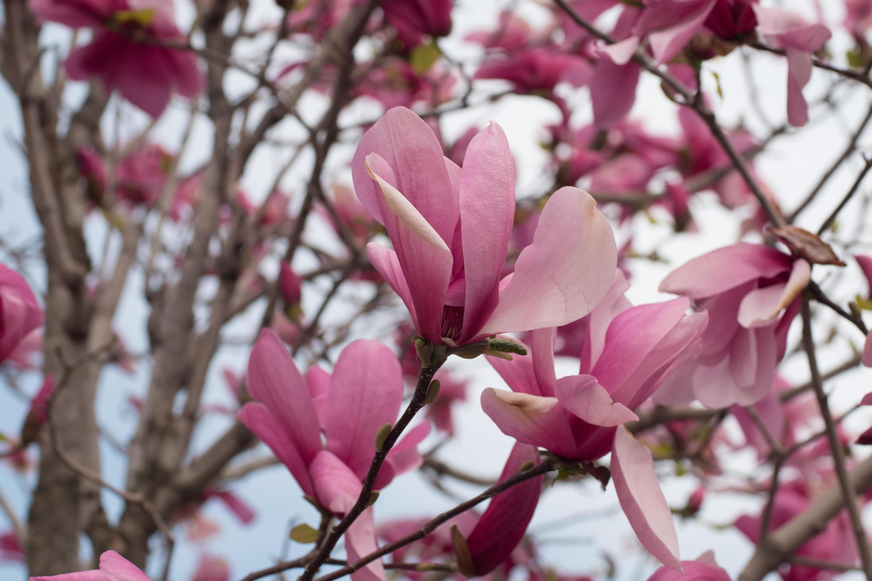 Close up of magnolia tree with pink flowers against sky Stock Free