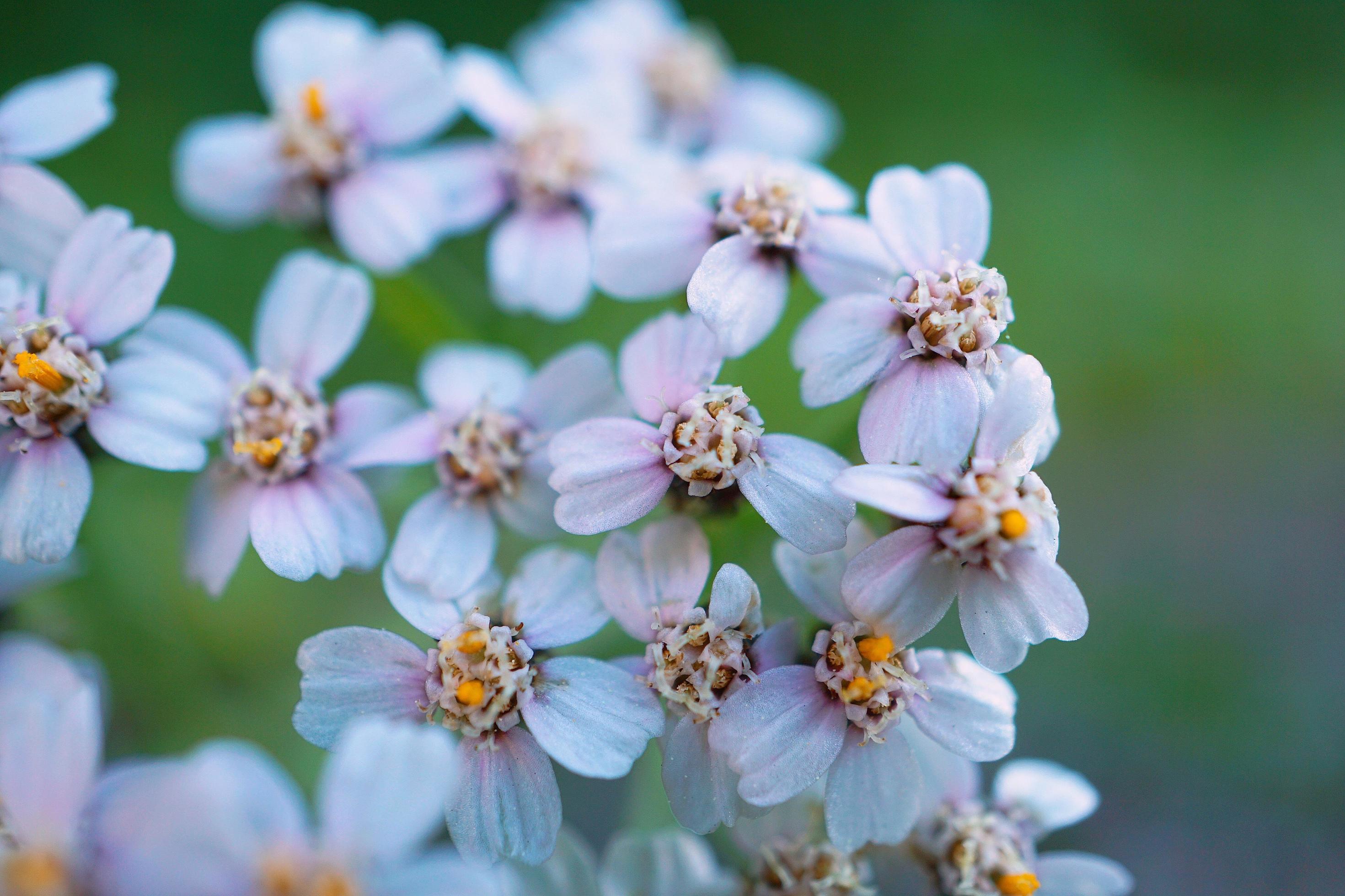 Beautiful white flowers in the garden in spring season Stock Free