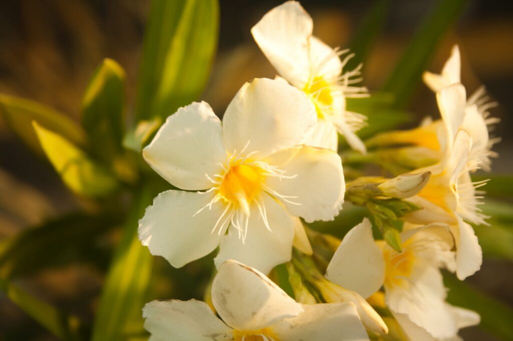 White Flowers Stock Free