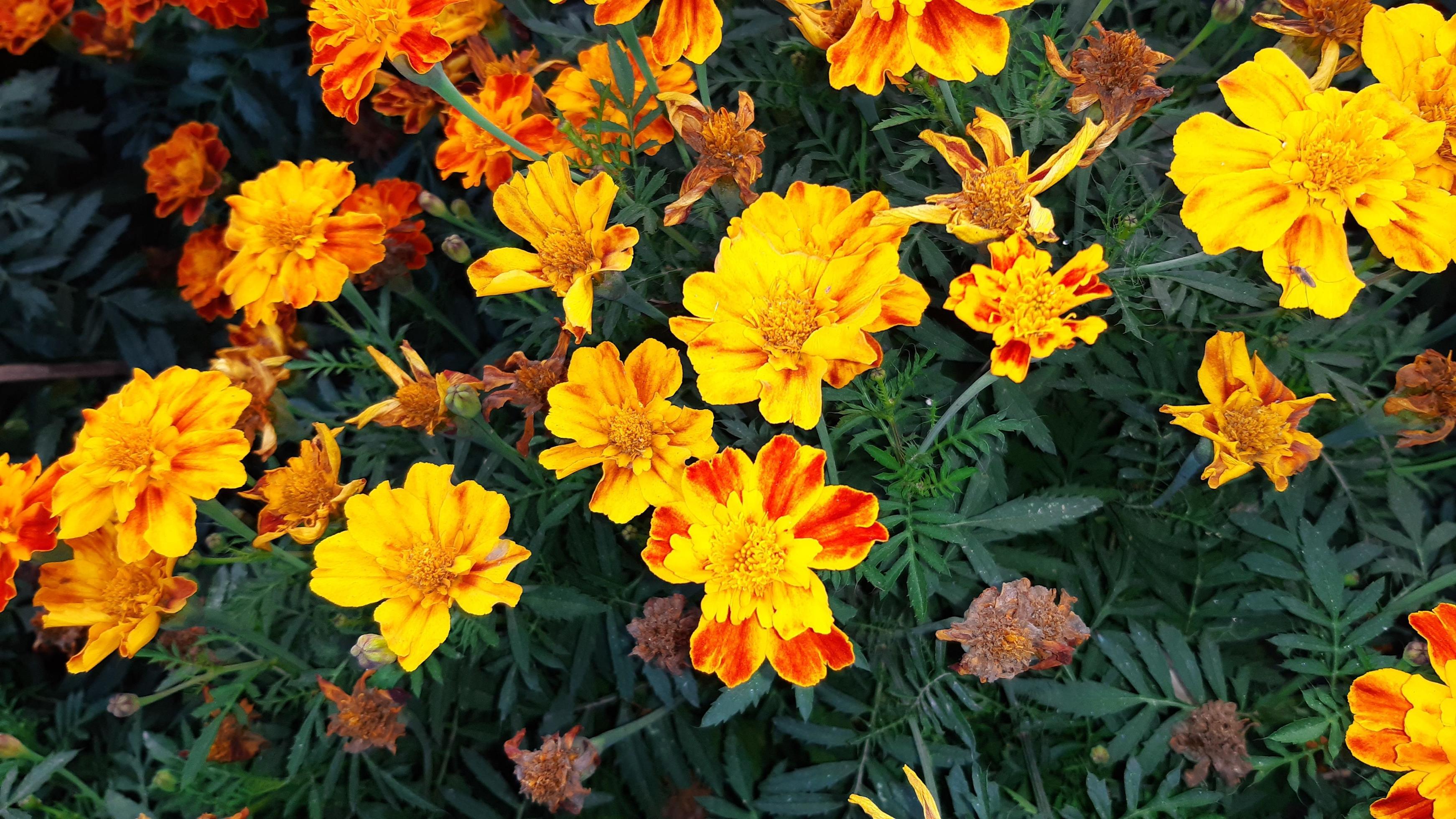 Pot Marigold blooming flower. Stock Free