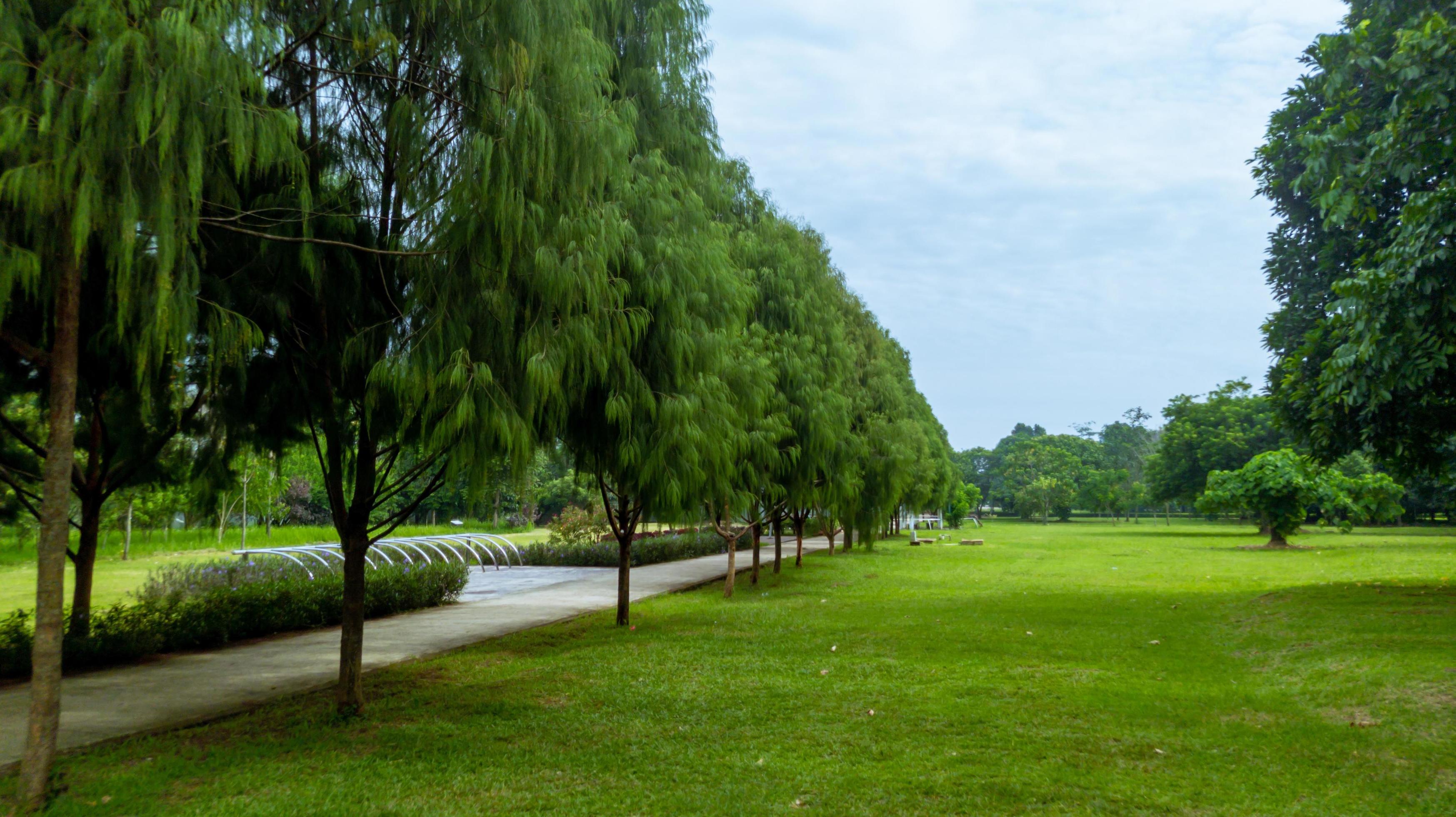 green natural scenery with tropical trees in a garden Stock Free