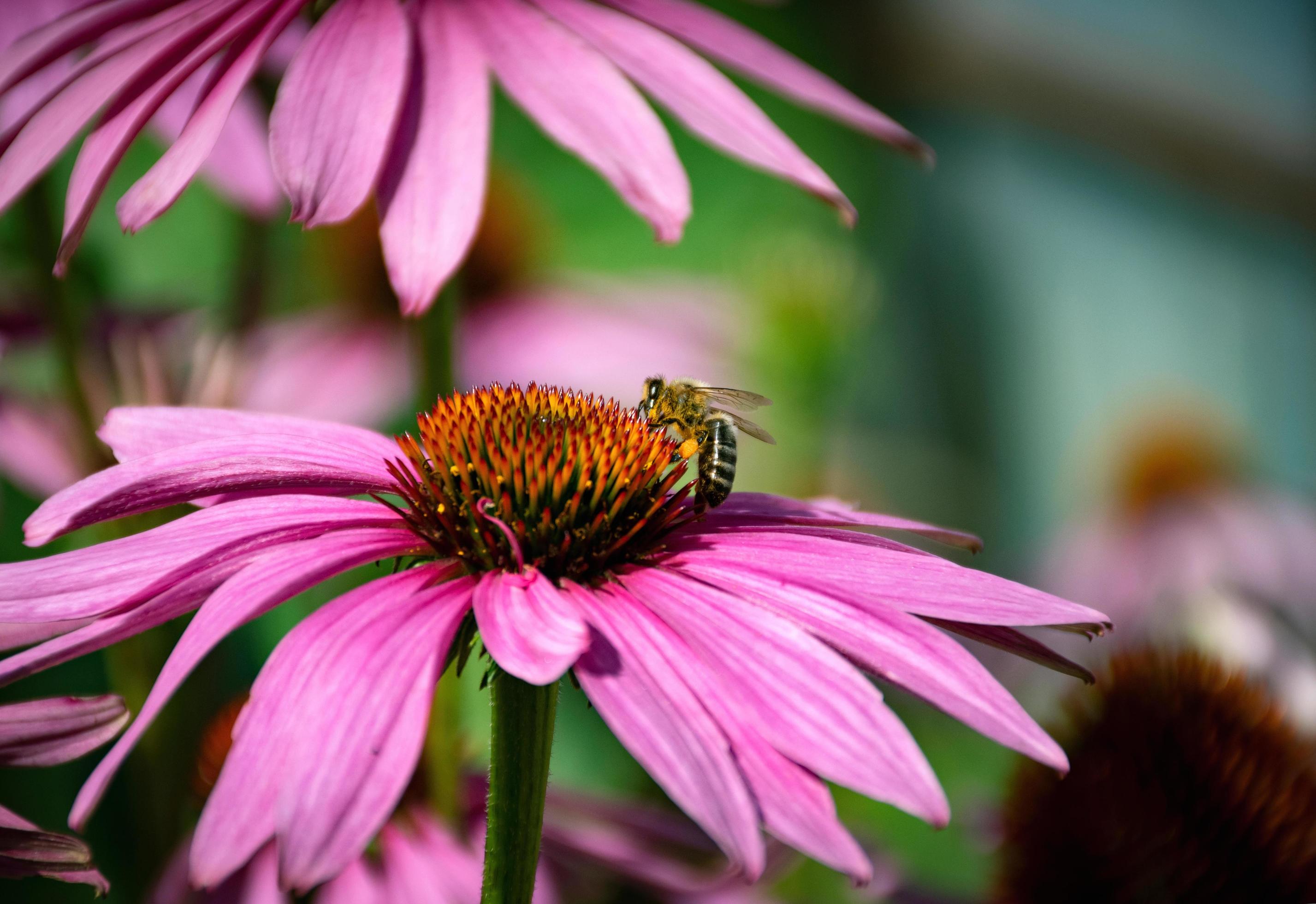 Bee on an echinacea flower Stock Free