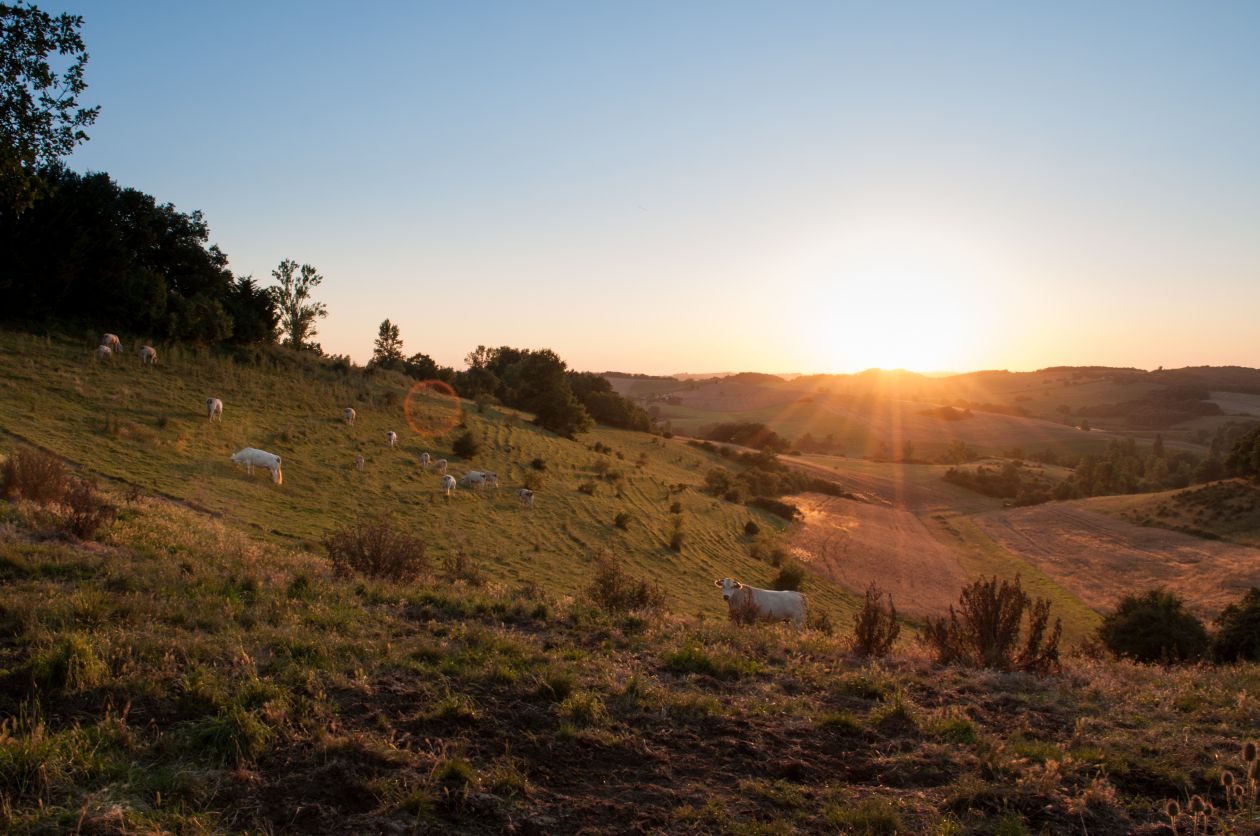 Cattle on a hill Stock Free