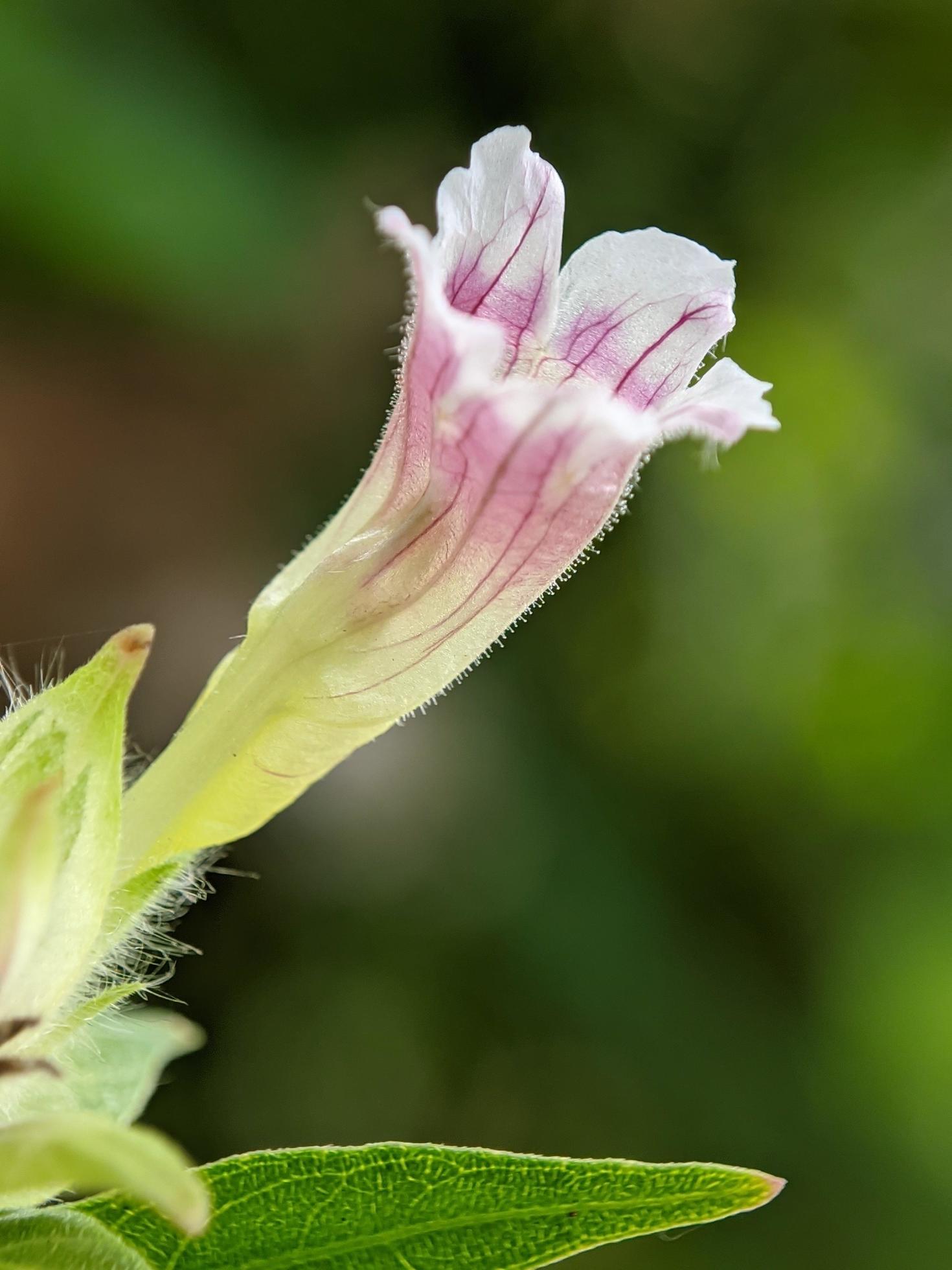 macro photo of unique small flowers, wild plant flowers Stock Free