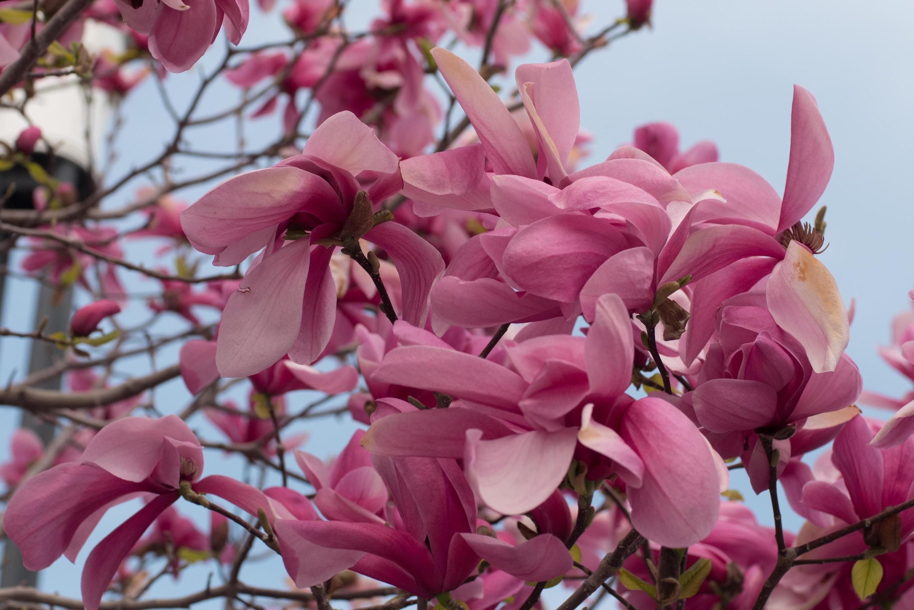 Close up of magnolia tree with pink flowers against sky Stock Free