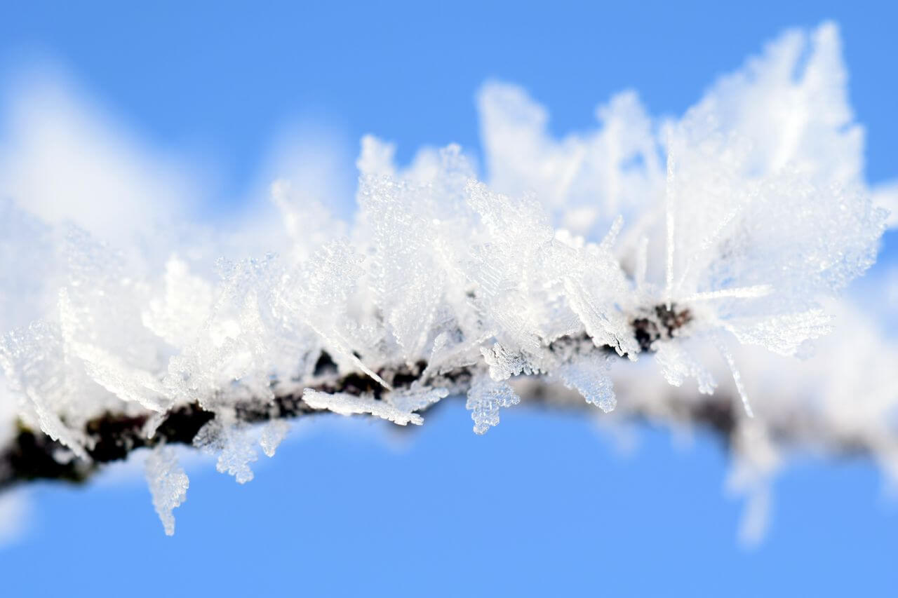 Frozen Tree Branch Against Blue Sky Stock Free