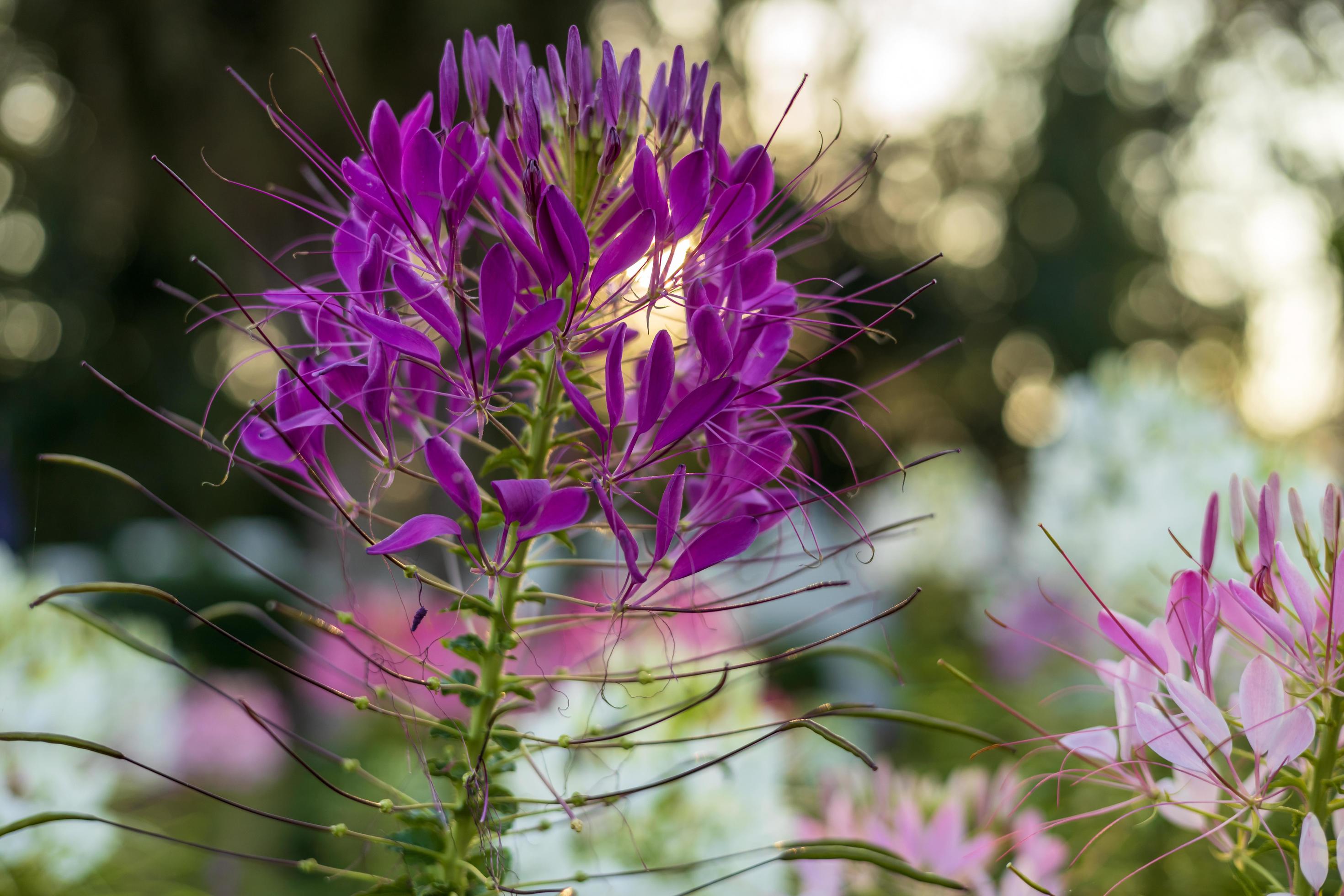 Close-up view of a purple-pink spider flower blooming in the sunlight. Stock Free