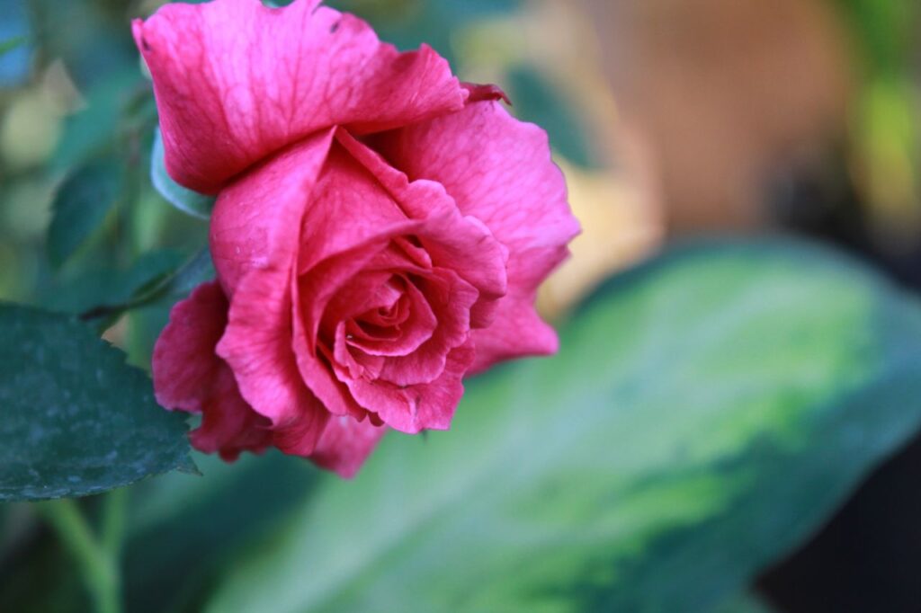 Lovely Pink Rose Blooming Stock Free