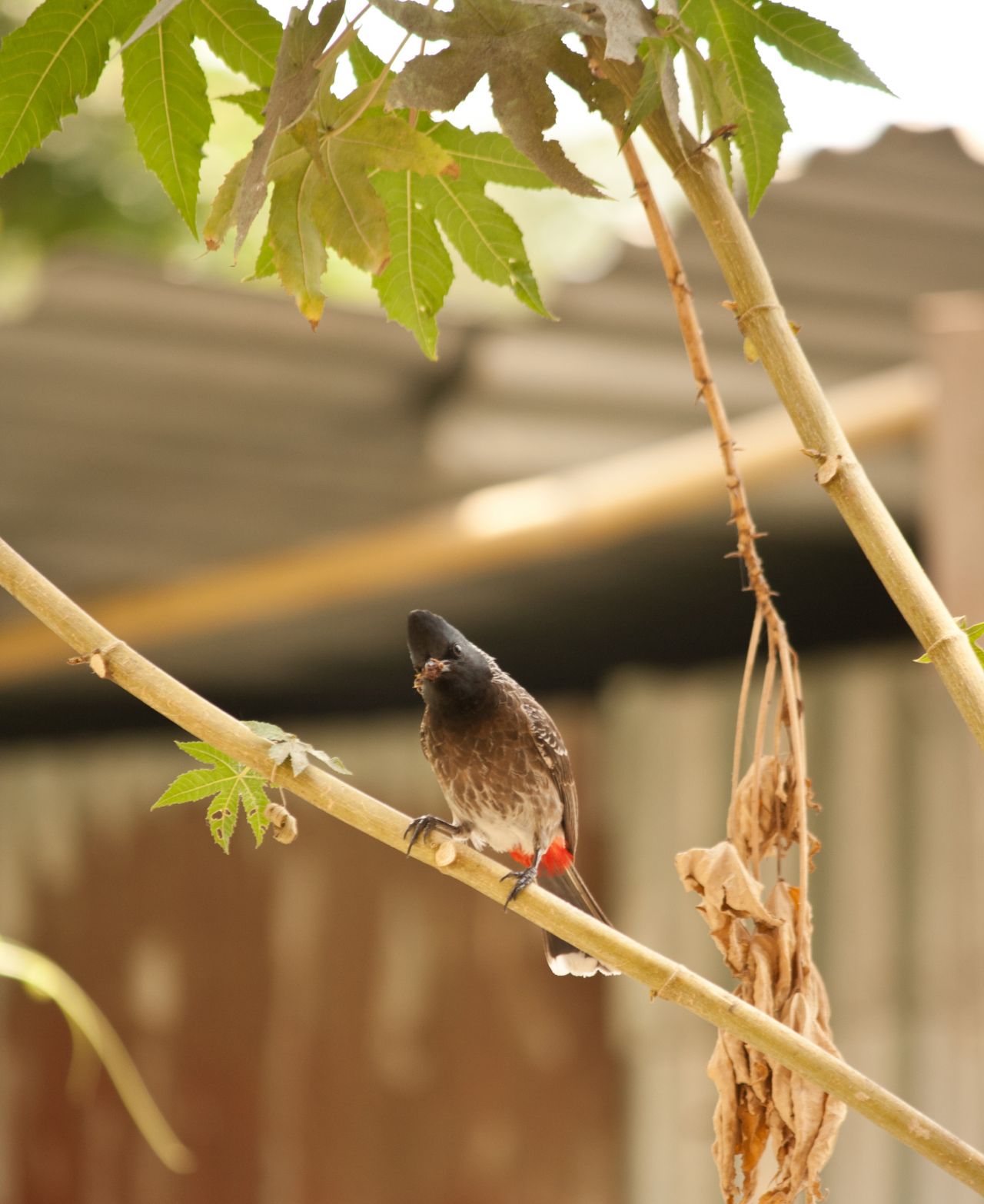 Bulbul Sitting Branch Stock Free