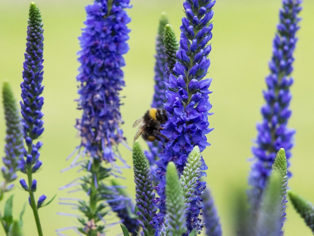 Bee gathering nectar from Veronica Spicata Ulster Dwarf Blue flowers Stock Free