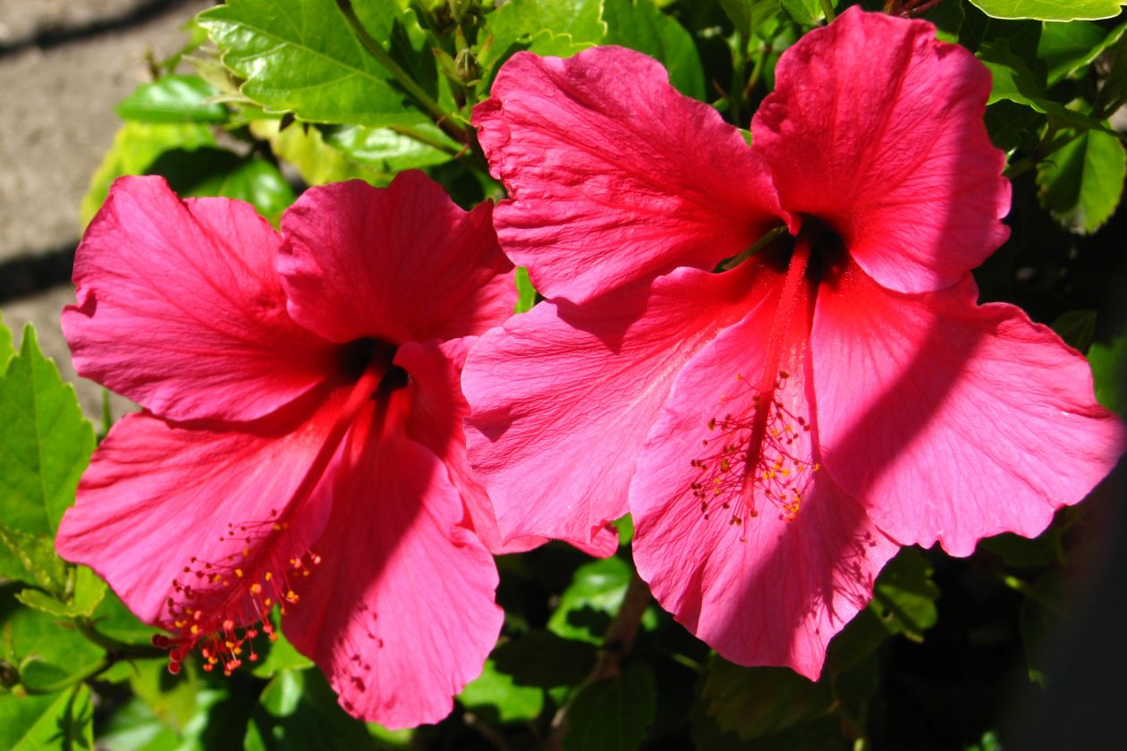 Pink hibiscus Stock Free