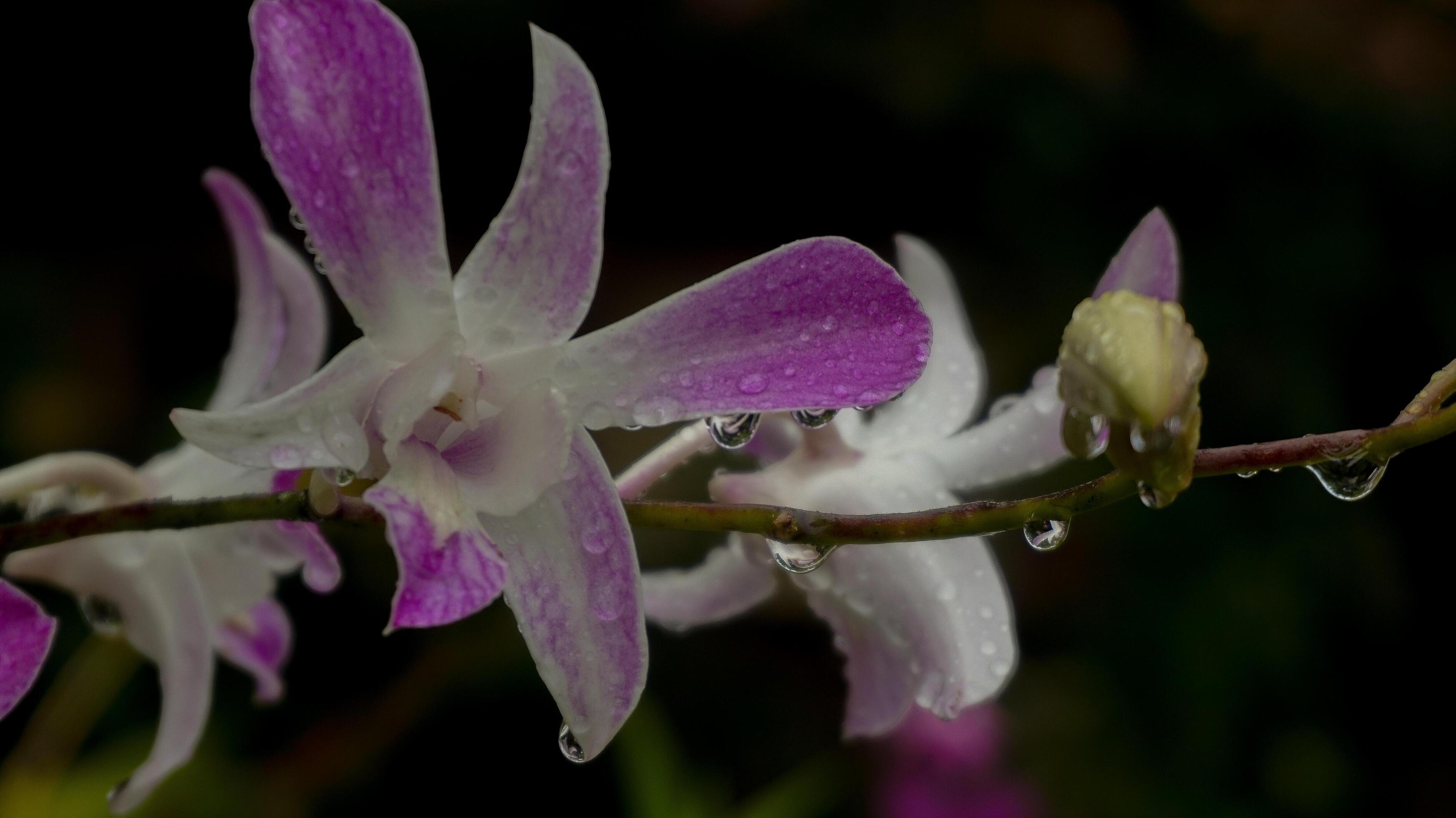 Orchid flowers, nature background, atmosphere after rain Stock Free