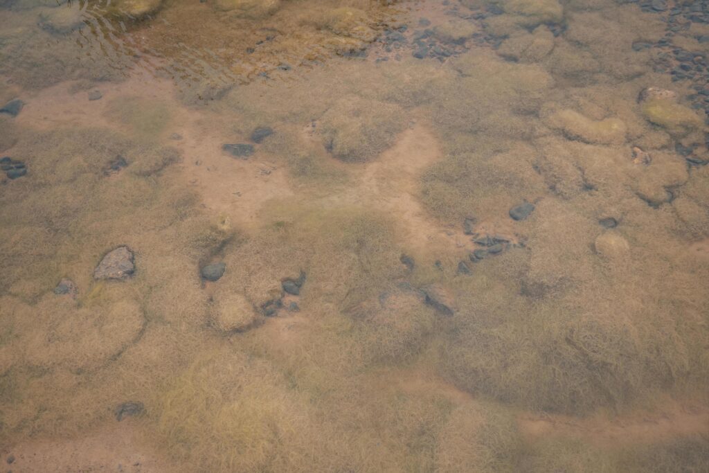 Yellow moss pond scum on waste water containment. The photo is suitable to use for nature background, wild life poster and botanical content media. Stock Free