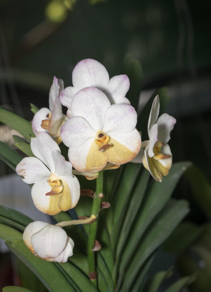 Hybrid white vanda orchid flower Stock Free