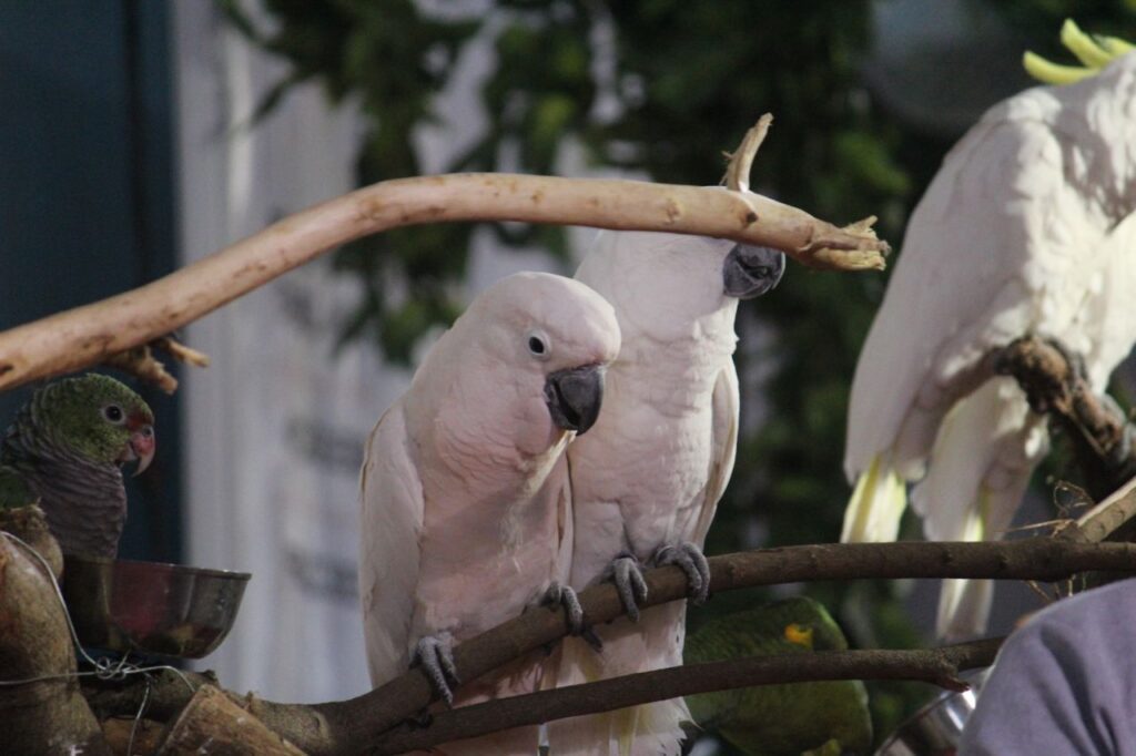 Birds Cockatoos Stock Free