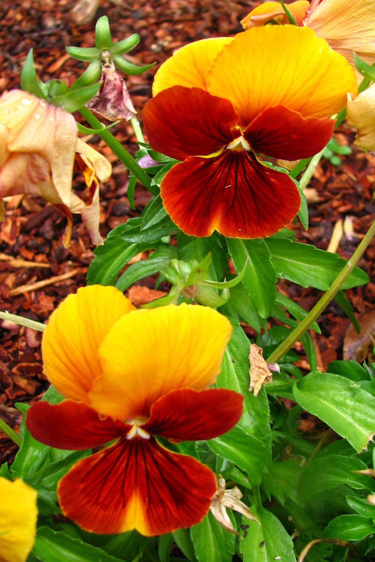 Orange and yellow violas Stock Free