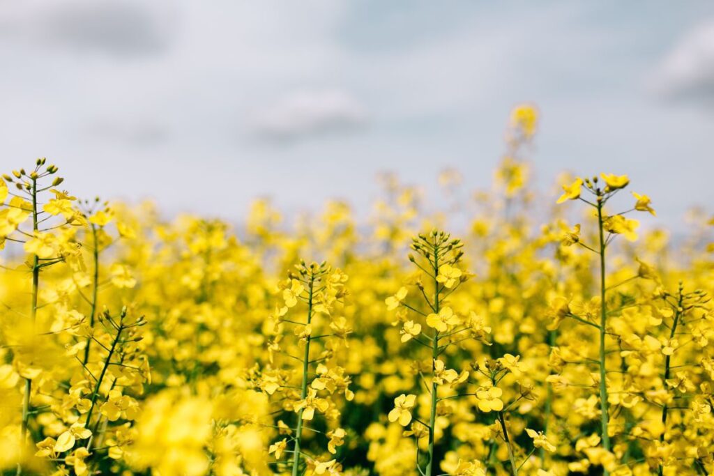 Rape field on a sunny day Stock Free