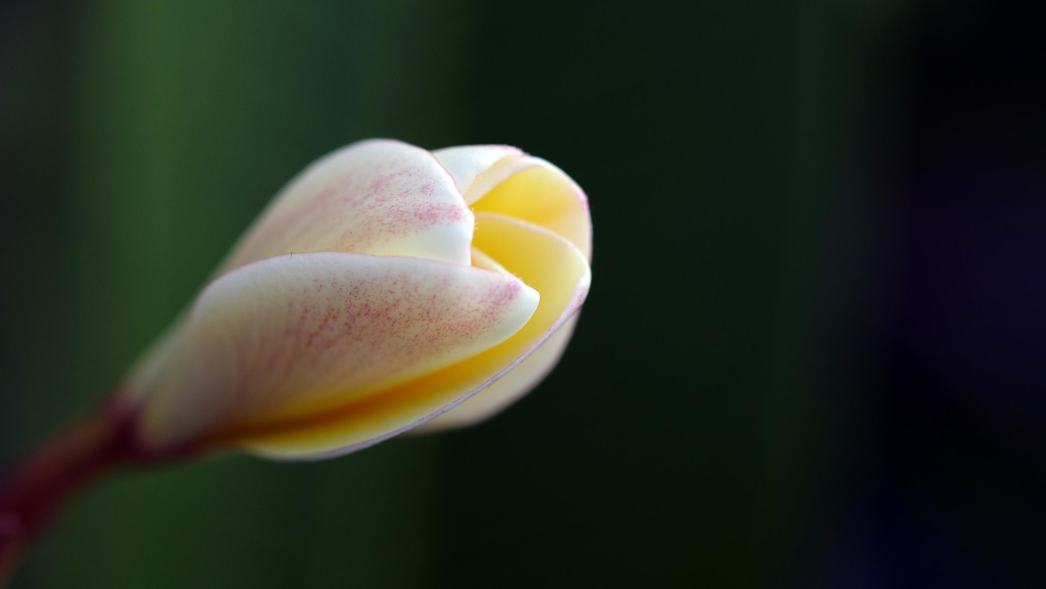 Frangipani flowers in the garden Stock Free