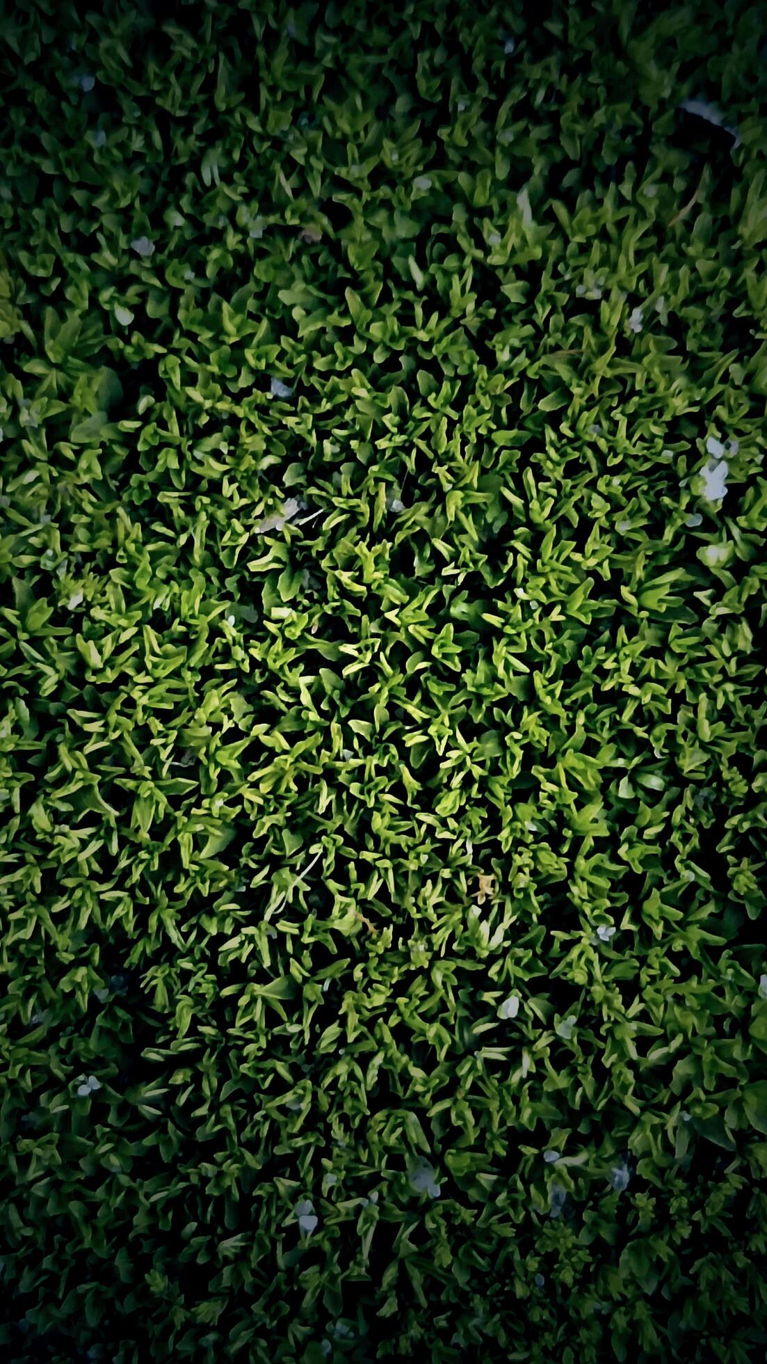 Green grass field background close up Stock Free