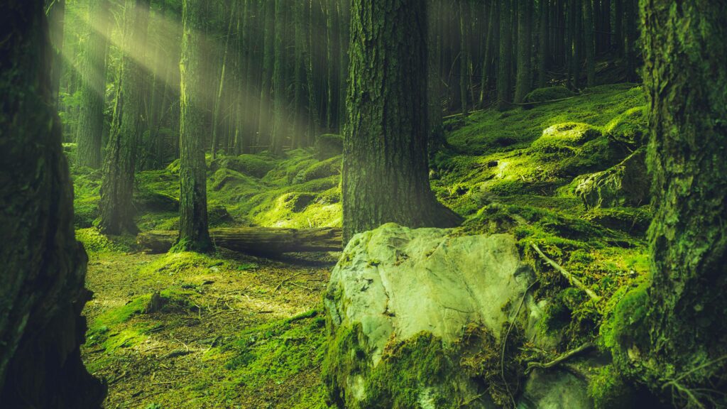 Green moss on tree trunks Stock Free