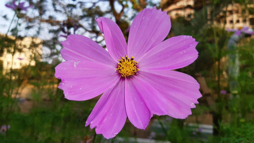 Cosmos bipinnatus, commonly called the garden cosmos, flower blooming in the garden Stock Free