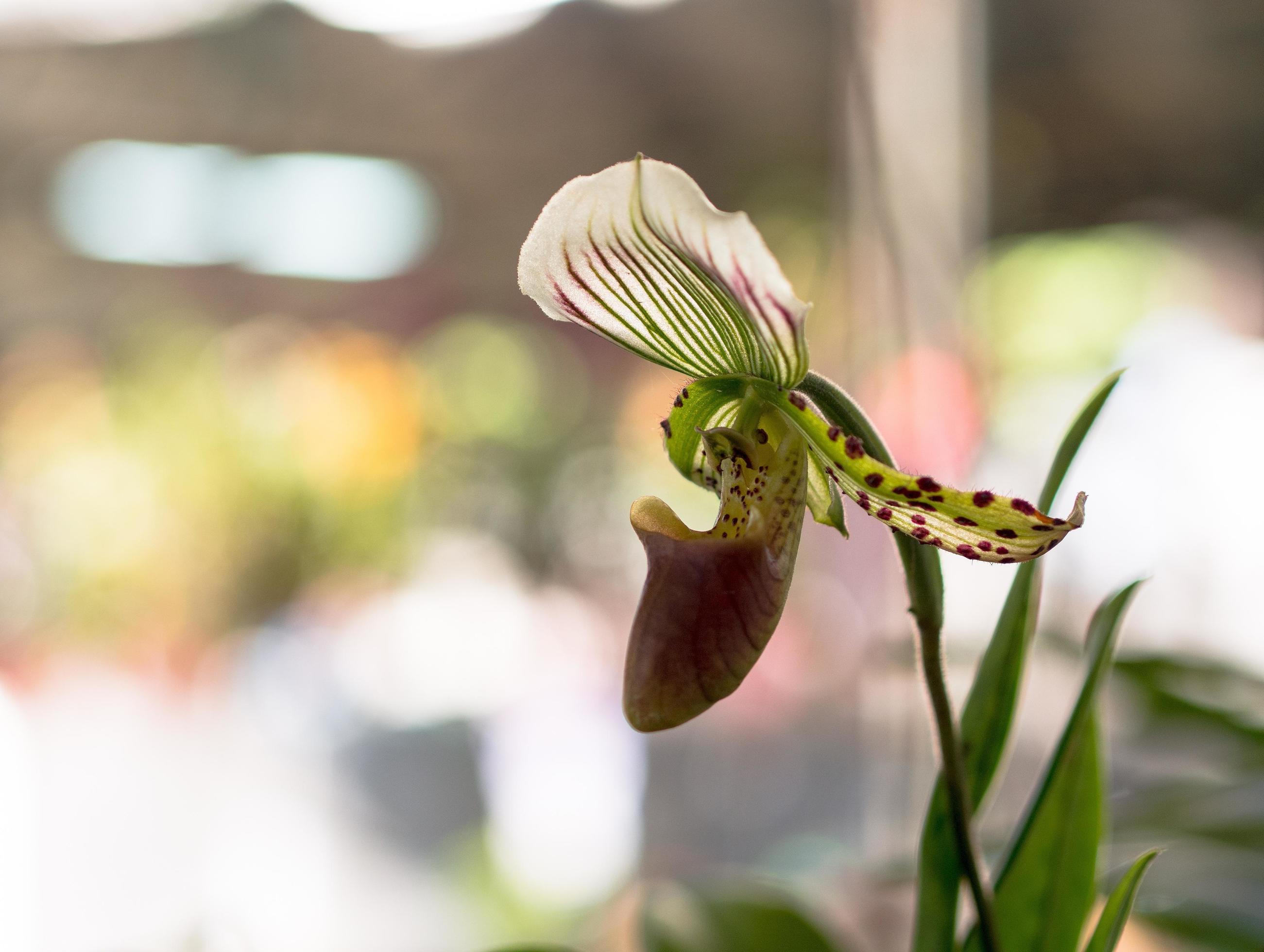 Lady Slipper, Paphiopedilum orchidaceae flowers in the park Stock Free