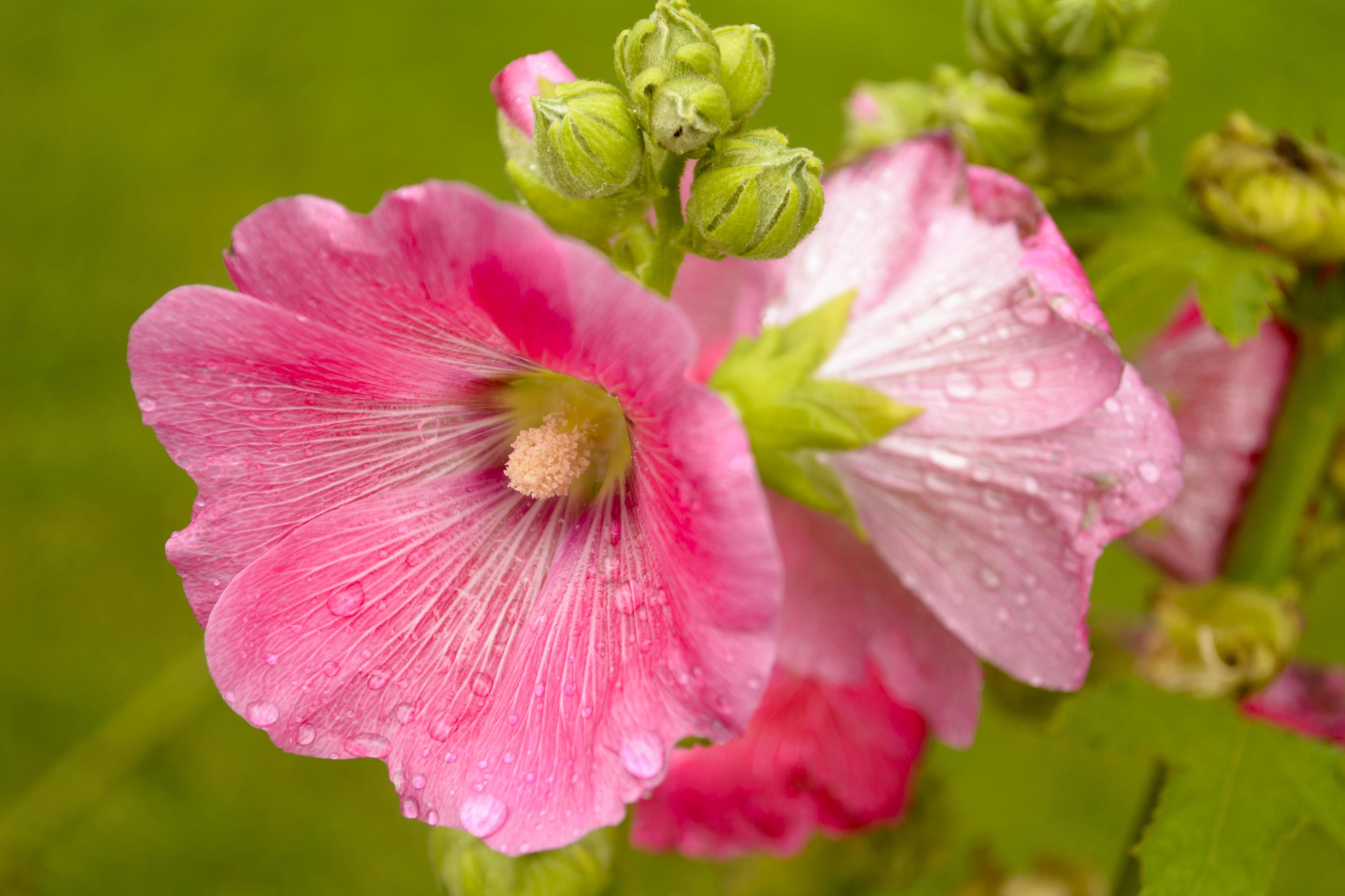 Hollyhock flower in the garden. Stock Free