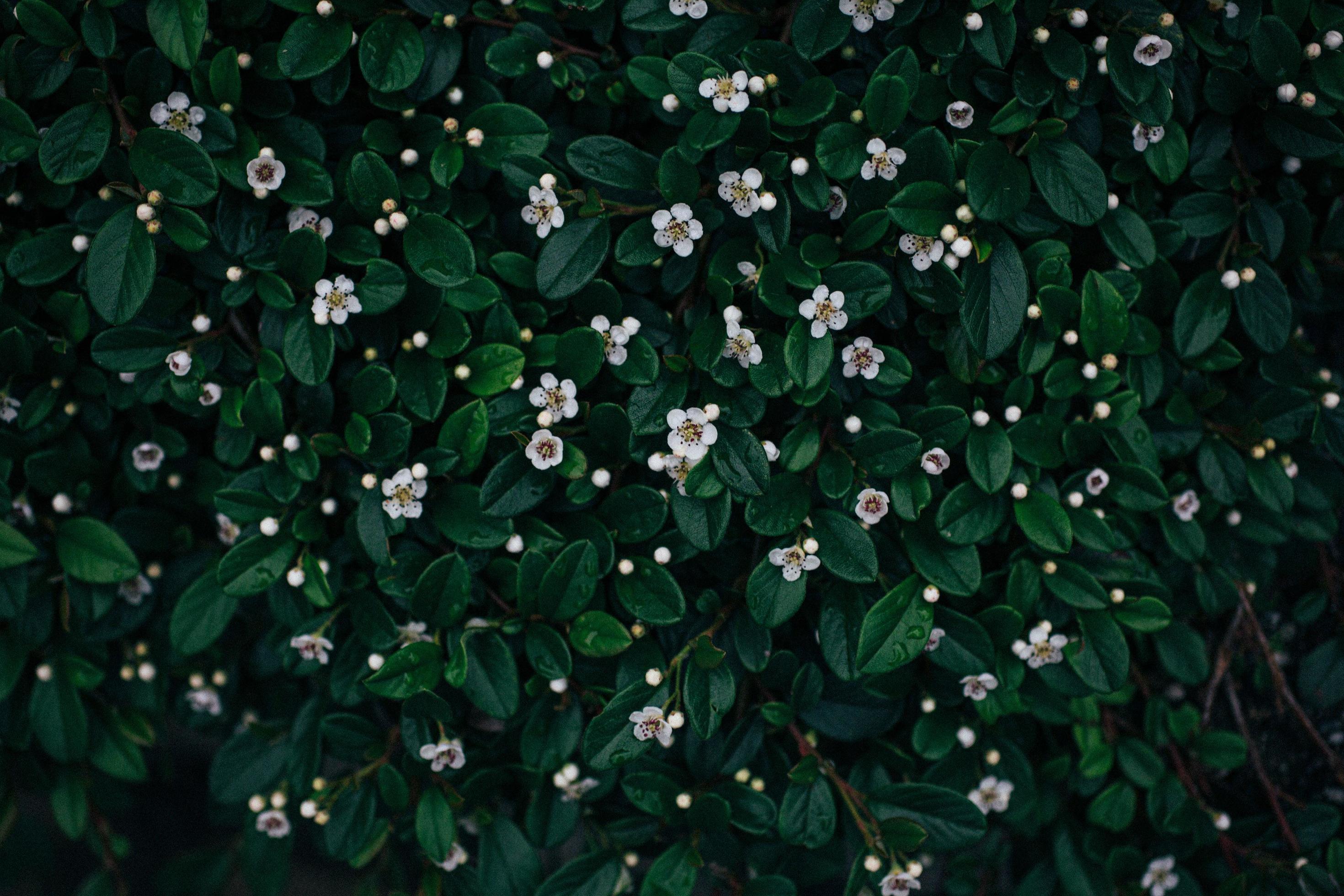 Little white flowers with green leaves Stock Free